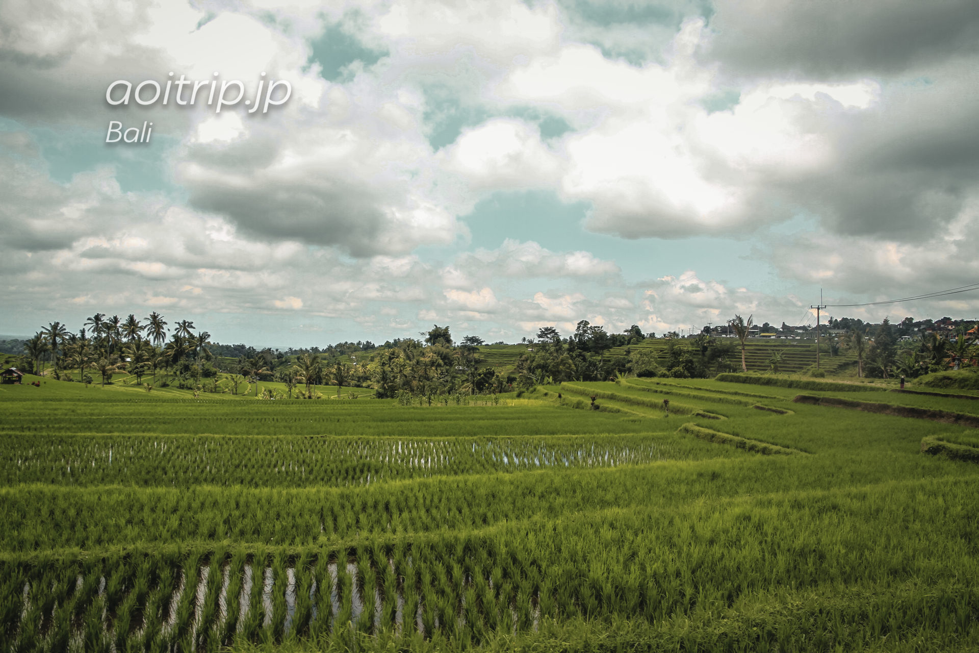 ジャティルイ棚田のライステラス｜Jatiluwih Rice Terrace, Bali