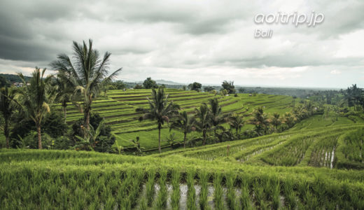 ジャティルイ棚田のライステラス｜Jatiluwih Rice Terrace, Bali
