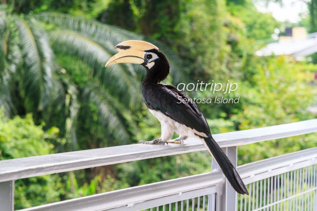 シンガポールのキタカササギサイチョウ