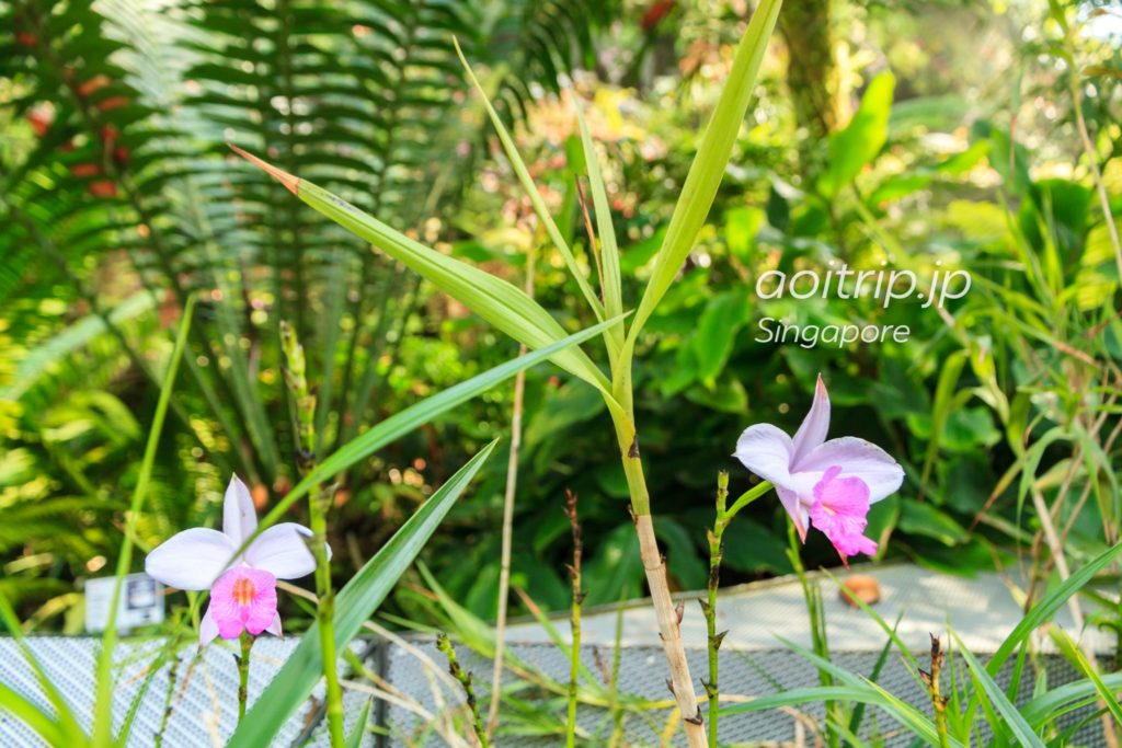 ガーデンズバイザベイ シンガポールの植物園 Gardens By The Bay あおいとりっぷ