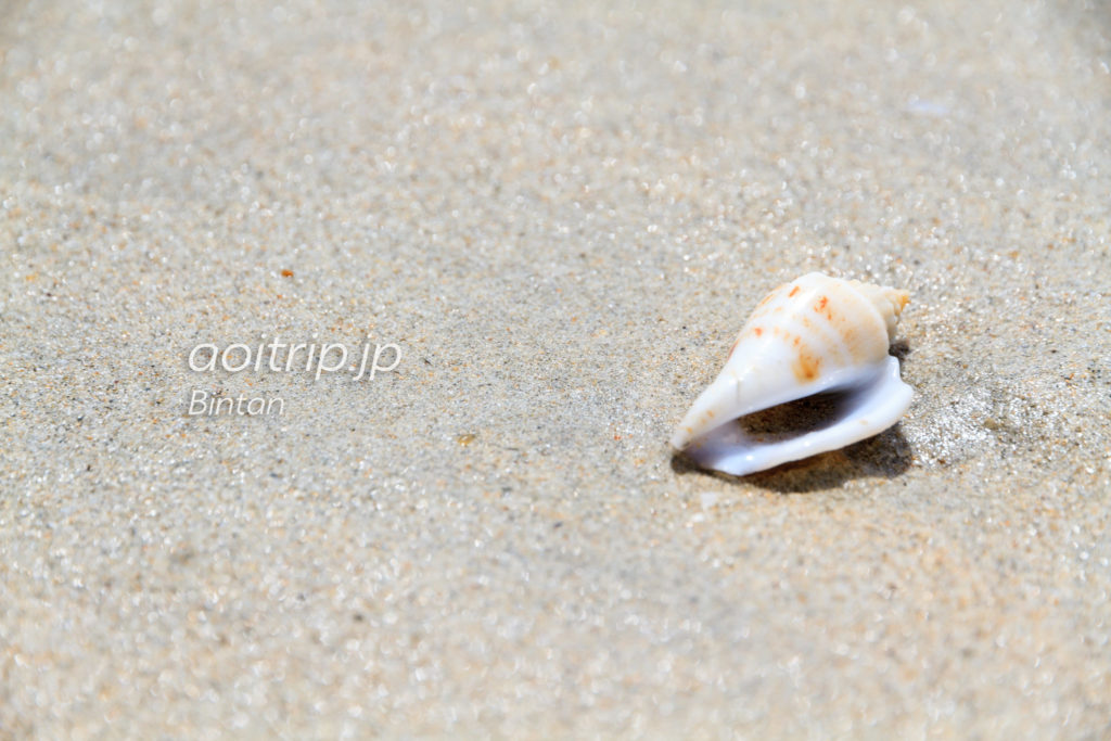 ビンタン島の貝　ゴンゴンの貝殻