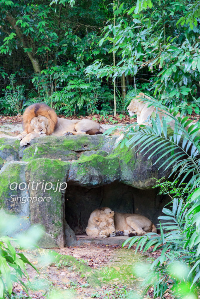 シンガポール動物園のライオン
