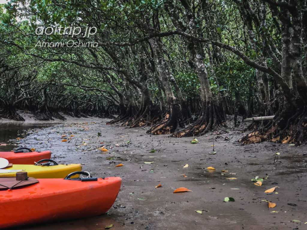 奄美大島マングローブ原生林とカヌーツアー あおいとりっぷ