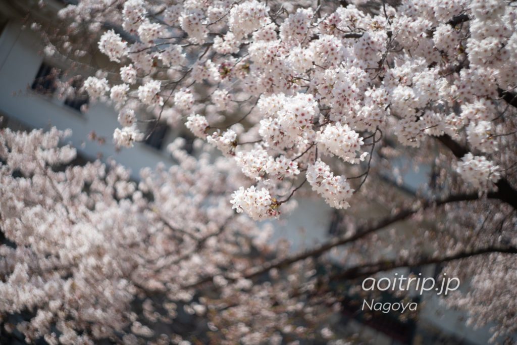名古屋城　本丸エリアの桜
