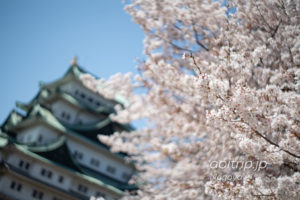 名古屋城の桜