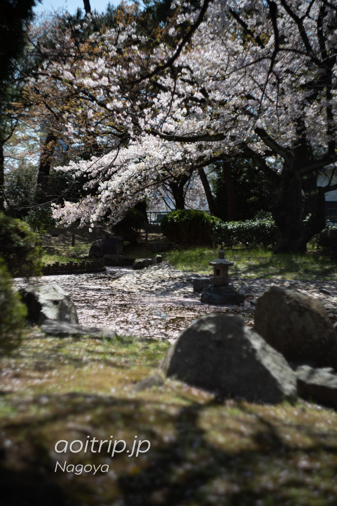 名古屋城の御深井丸にある桜