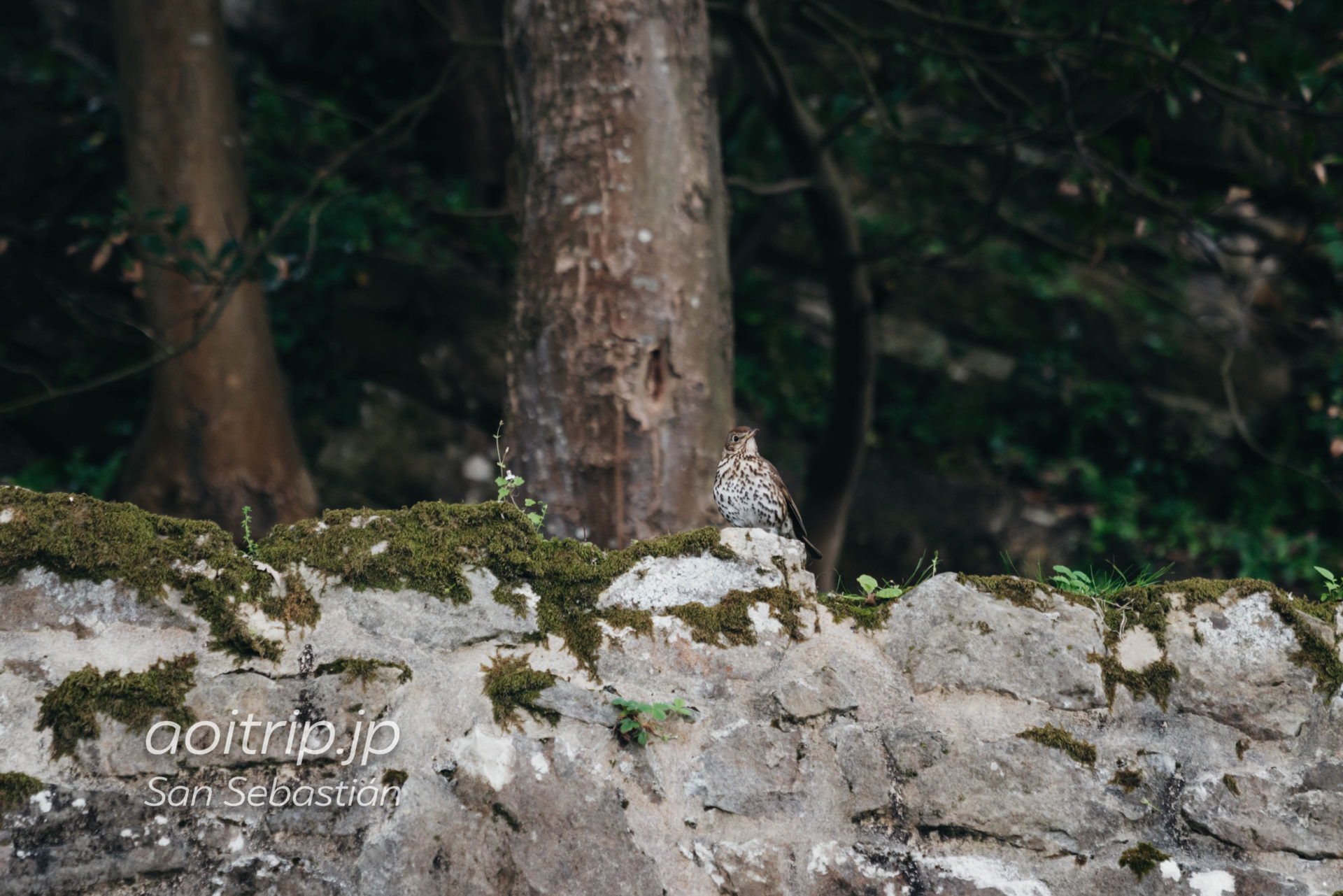 モンテウルグル キリスト像の建つ旧要塞（サンセバスティアン,スペイン） あおいとりっぷ