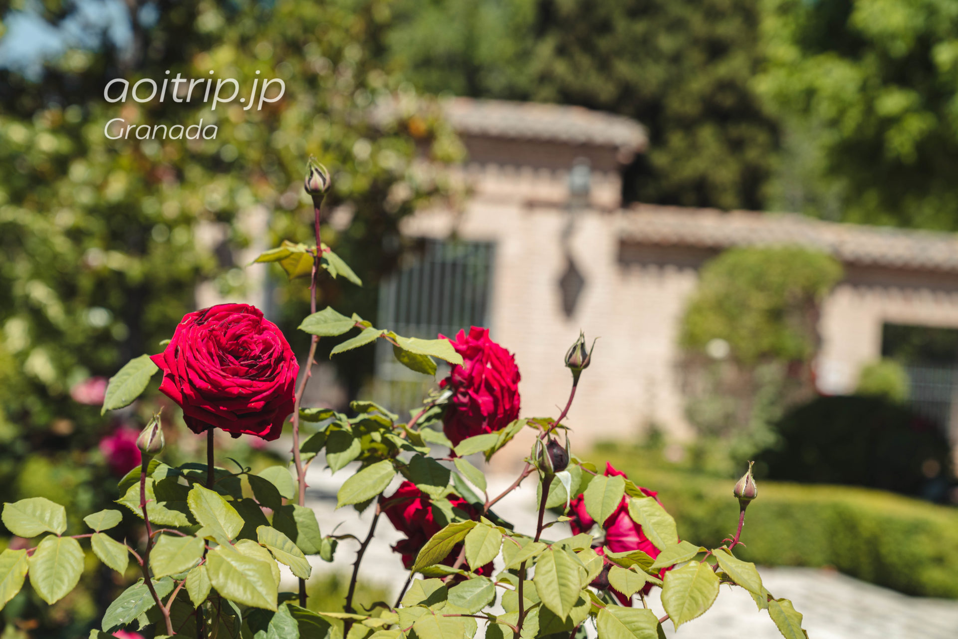 パラドール デ グラナダの庭園の薔薇