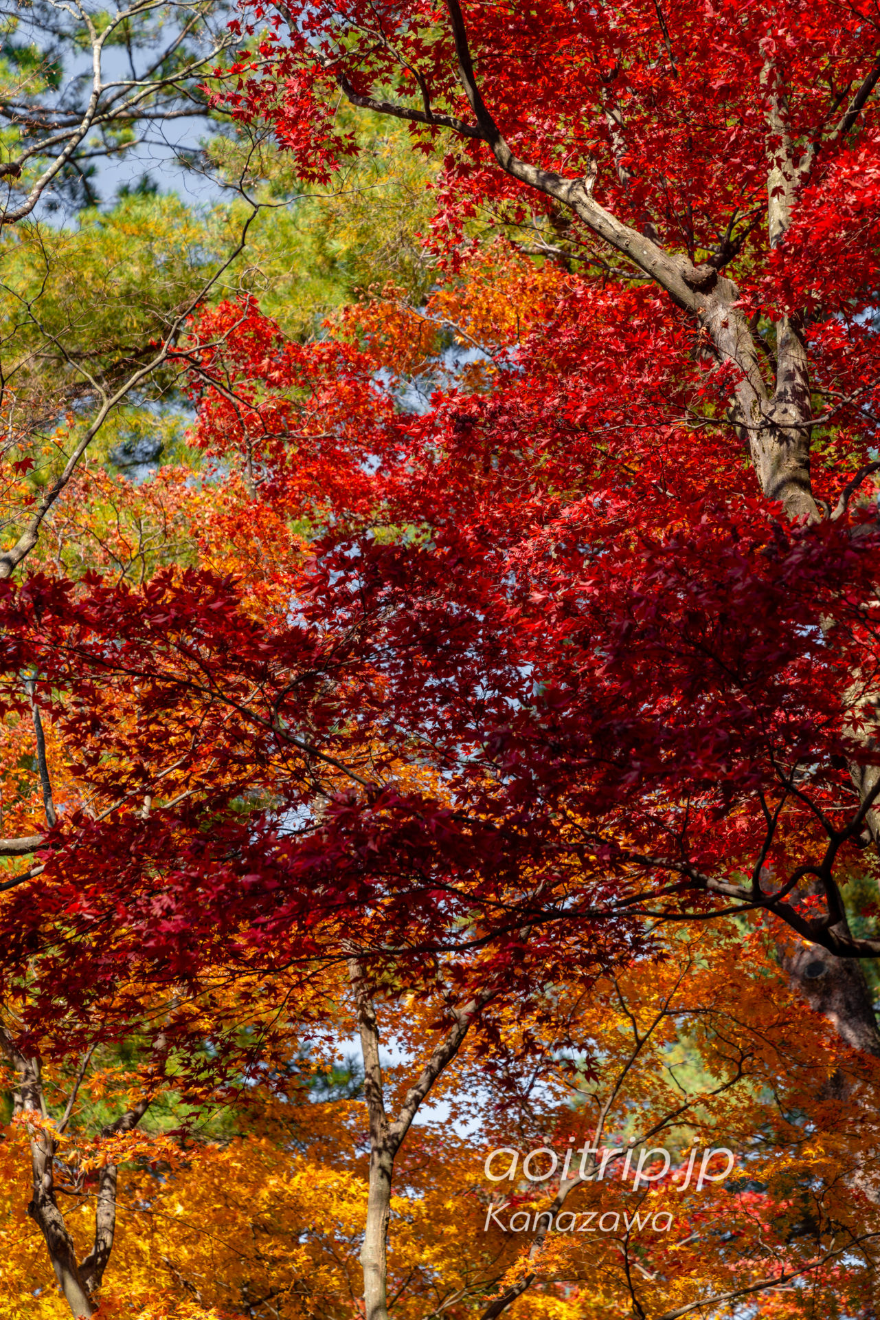 秋の金沢 兼六園 紅葉 Kanazawa Kenrokuen Garden in Autumn