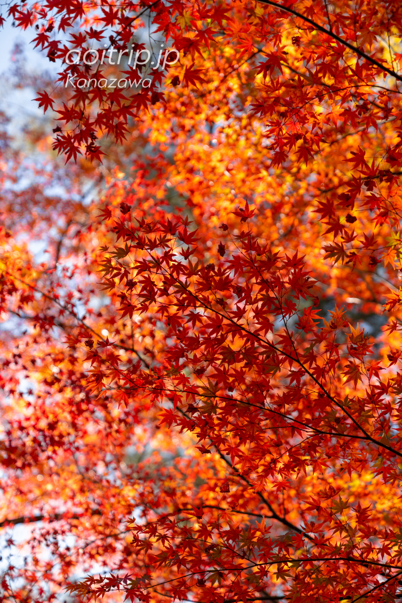 秋の金沢 兼六園 紅葉 Kanazawa Kenrokuen Garden in Autumn