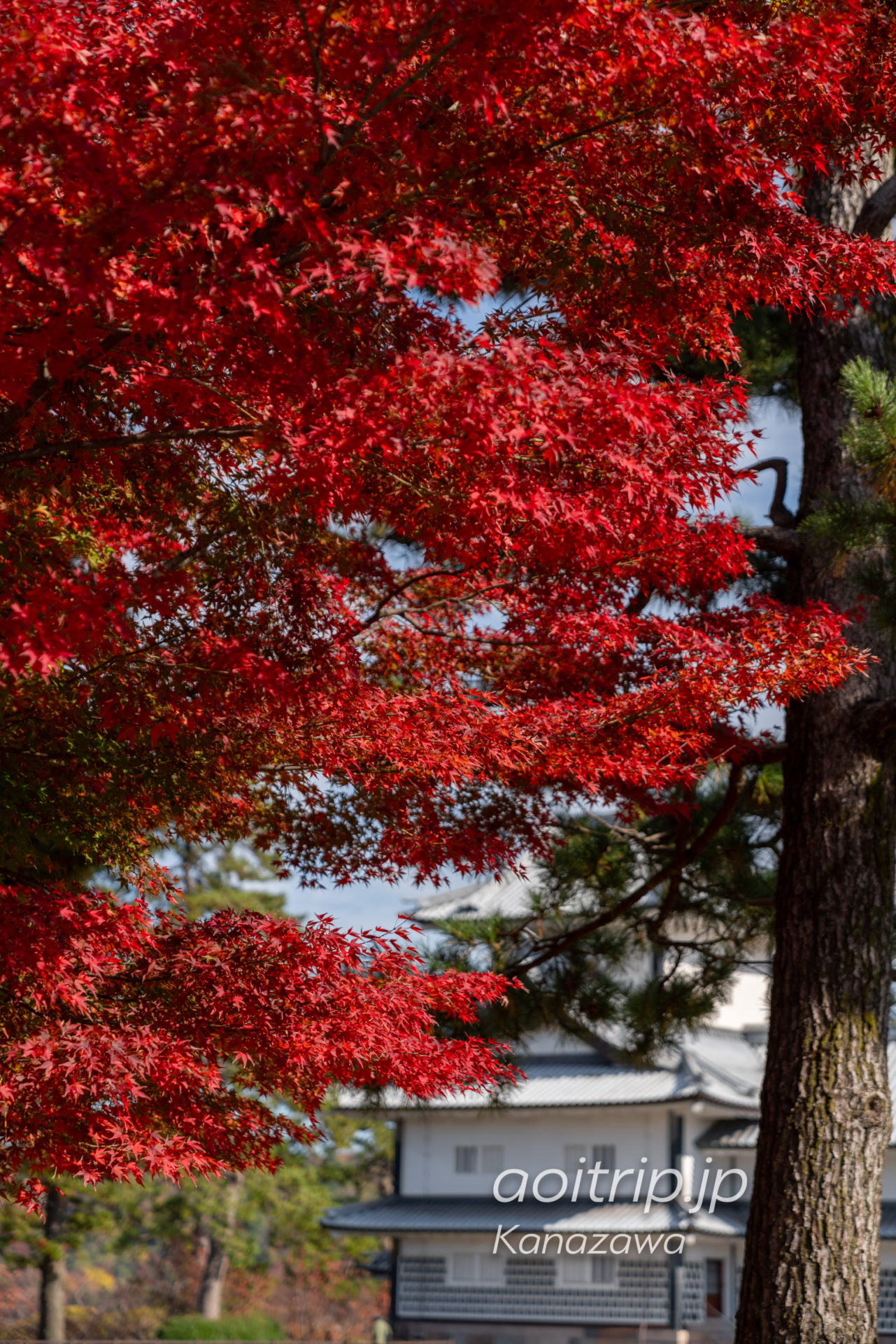 秋の金沢城公園 Kanazawa Castle Park in Autumn