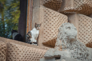 グラナダ アルハンブラ宮殿で出逢った猫ちゃん