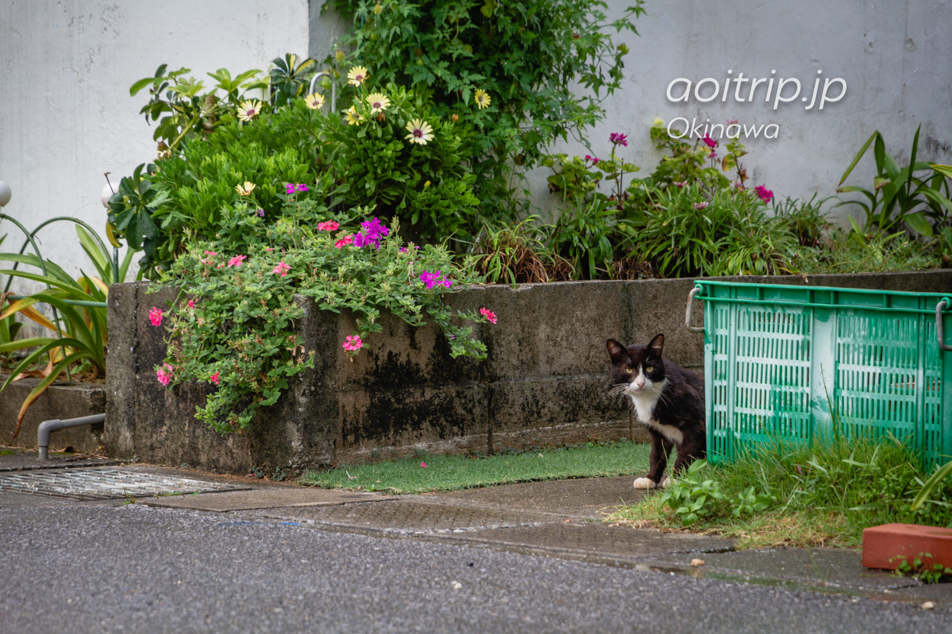 岩合さんの頭の上に乗った猫に会いたくて、沖縄県本部町
