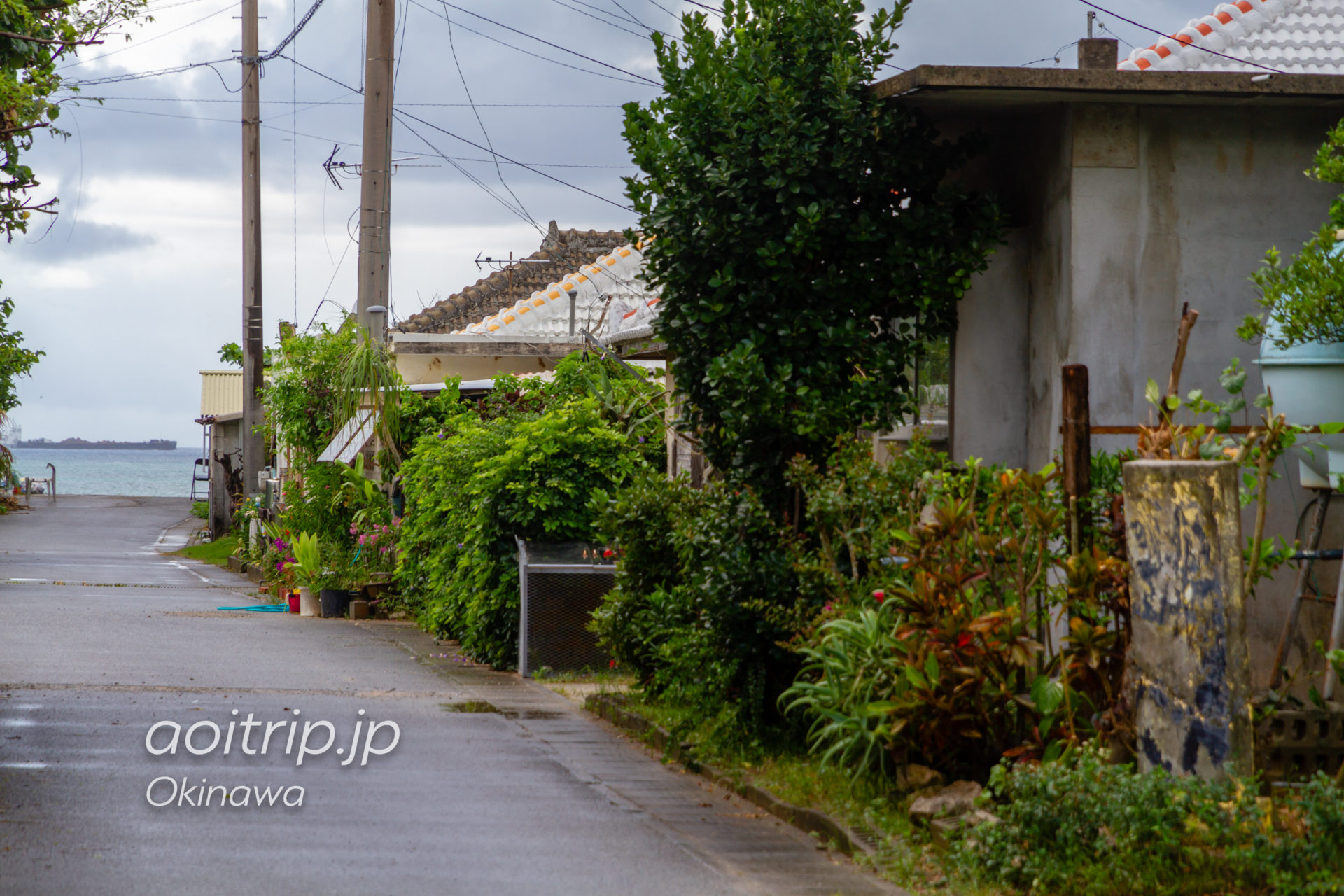 岩合さんの頭の上に乗った猫に会いたくて、沖縄県本部町