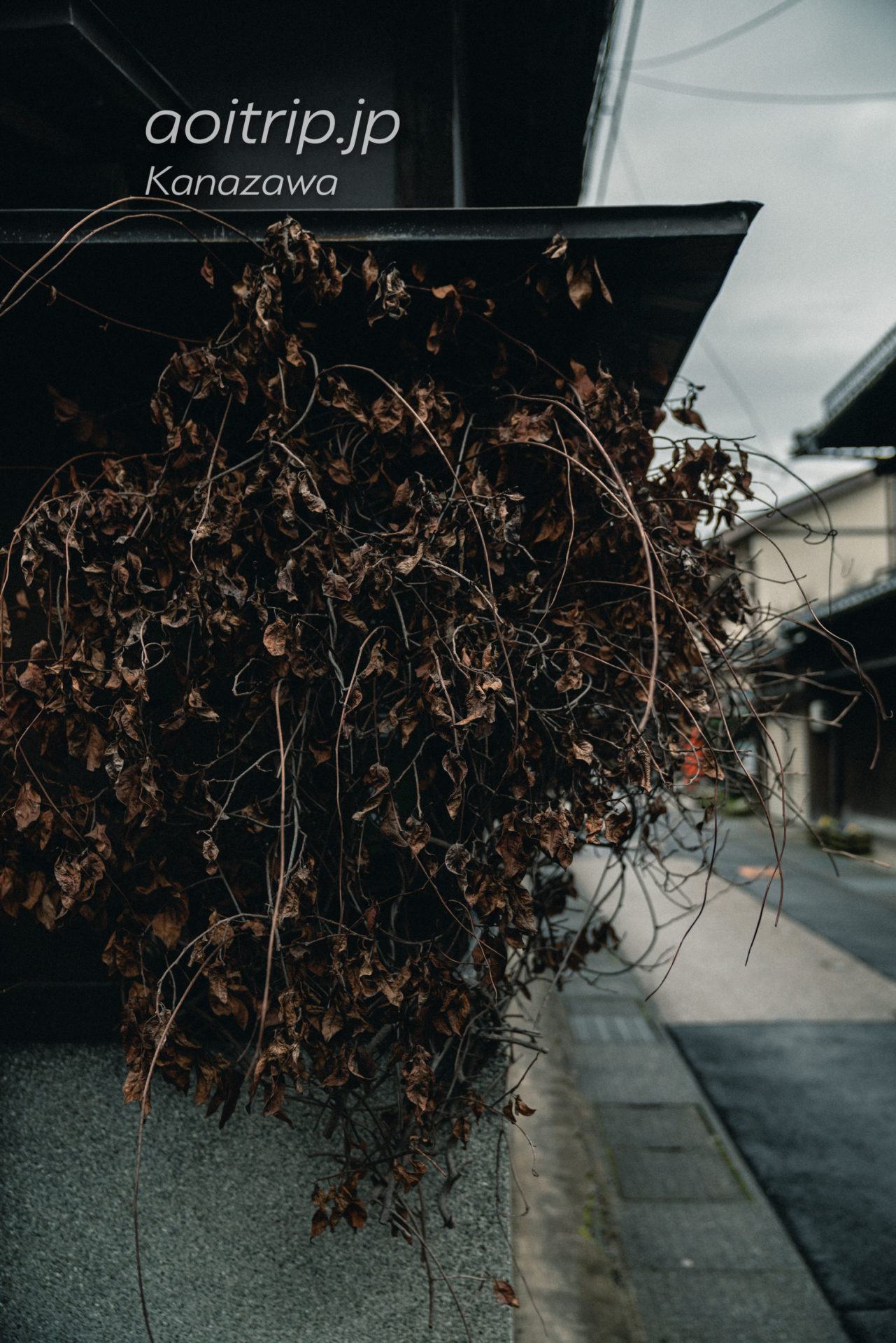 金沢 ひがし茶屋街の写真ギャラリー