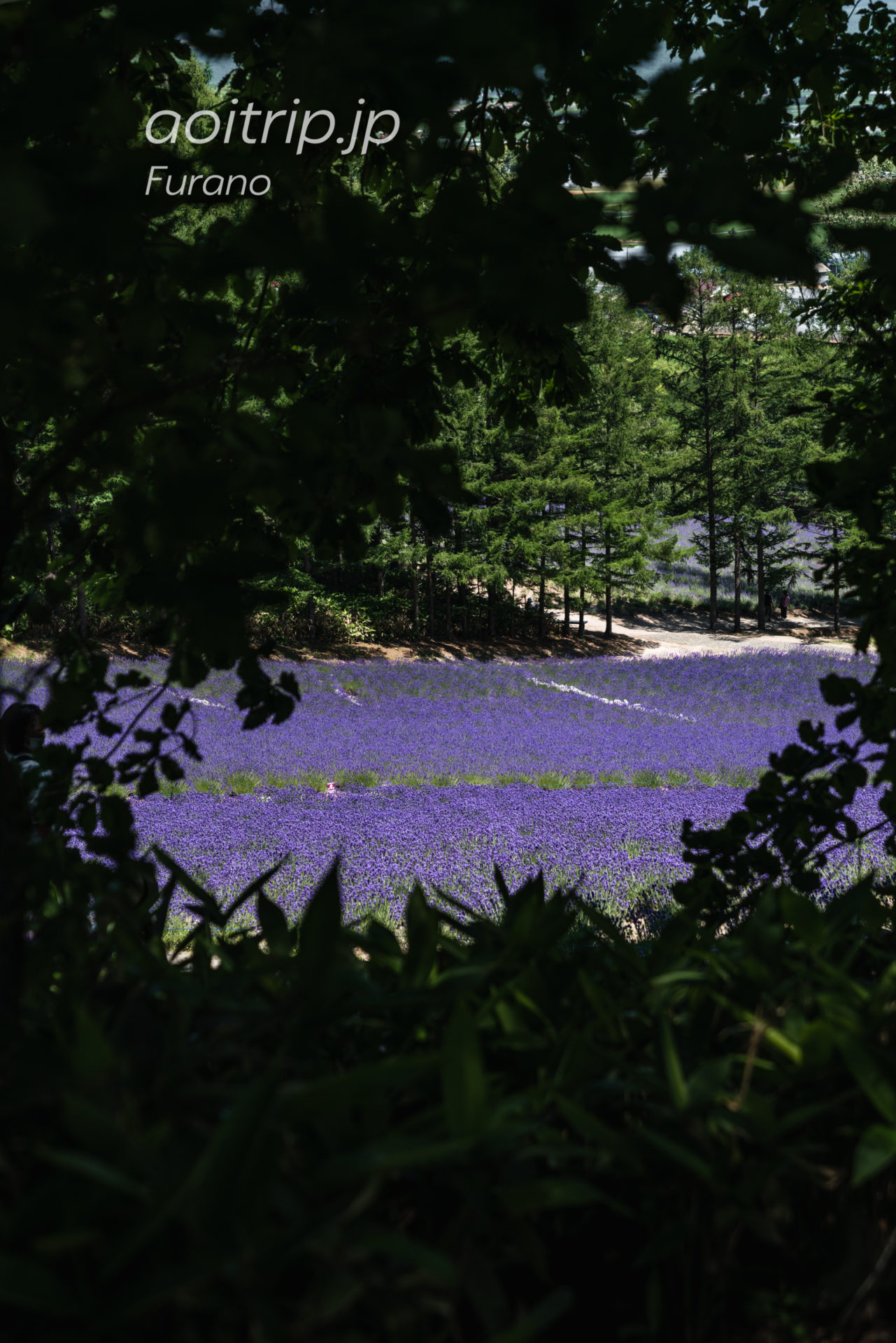 ファーム富田ラベンダー畑 Farm Tomita トラディショナル ラベンダー畑 Traditional Lavender Field