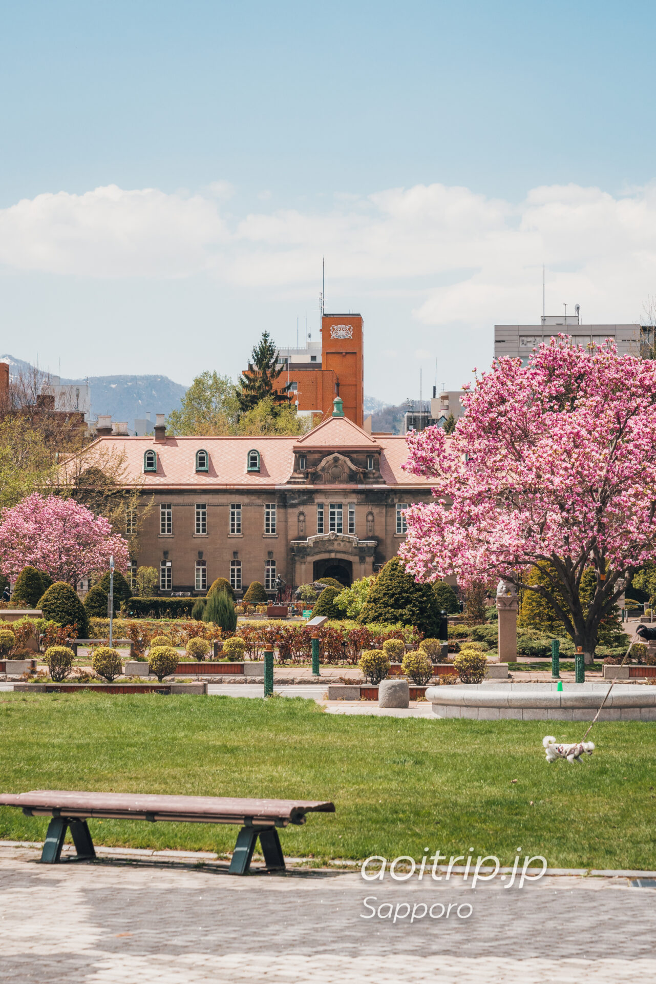 大通公園に咲く満開のサラサモクレンと札幌市資料館（旧札幌控訴院）