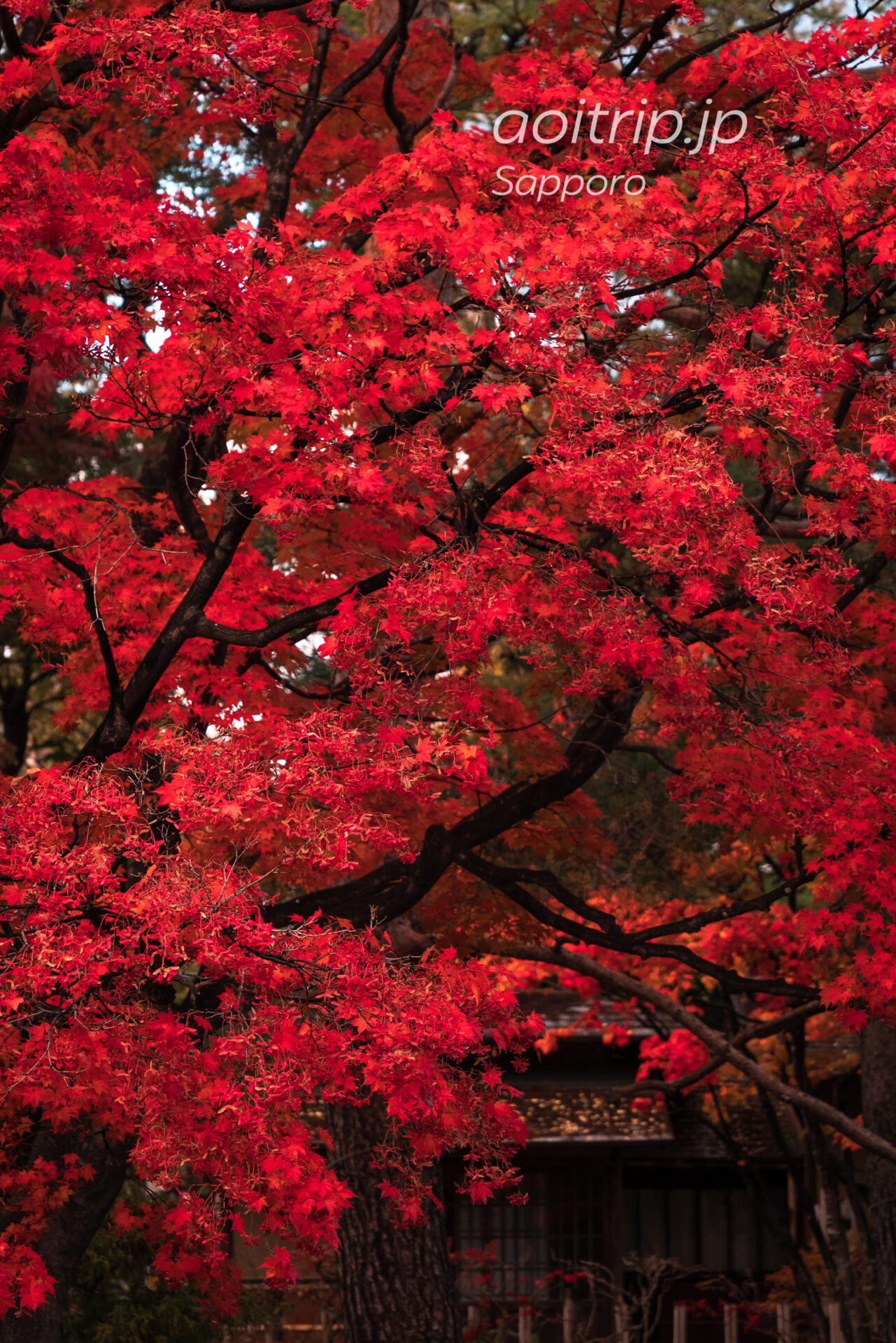 札幌中島公園の日本庭園 紅葉