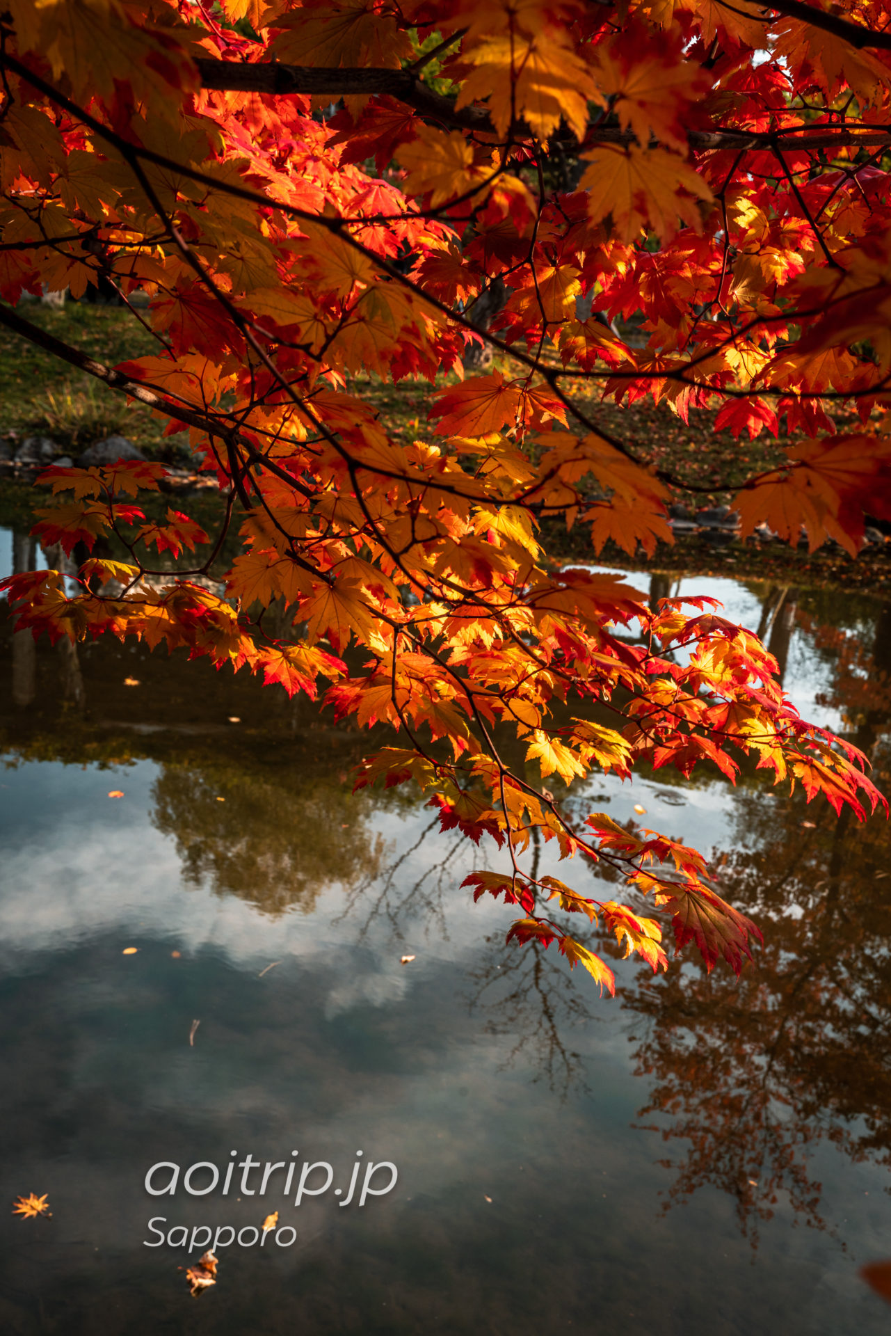 札幌の中島公園 紅葉