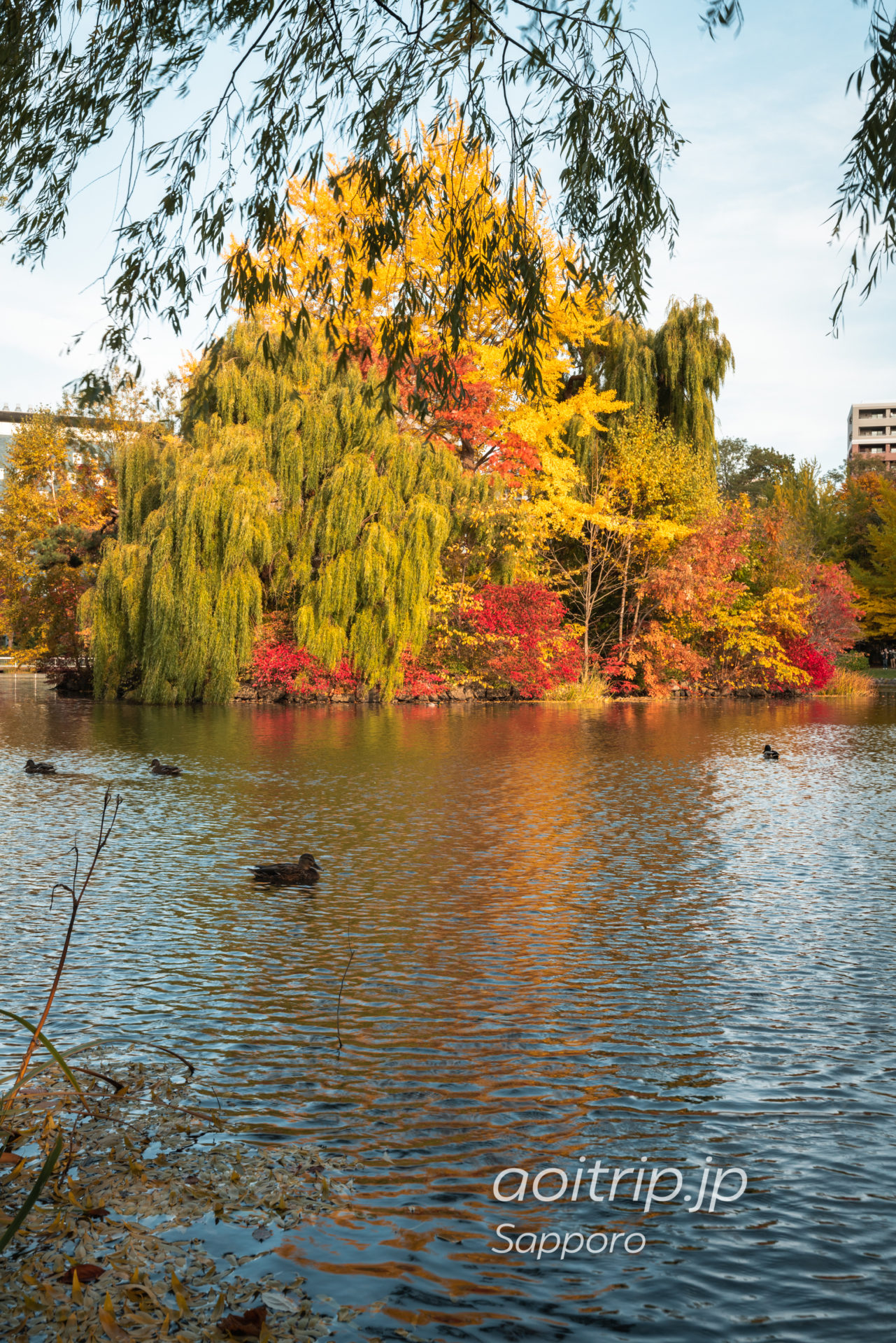 札幌の中島公園 菖蒲池の紅葉