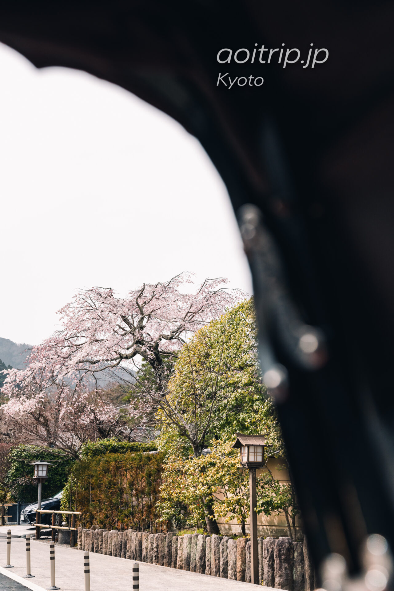 翠嵐 ラグジュアリーコレクションホテル 京都 観光人力車えびす屋の送迎時に見た桜