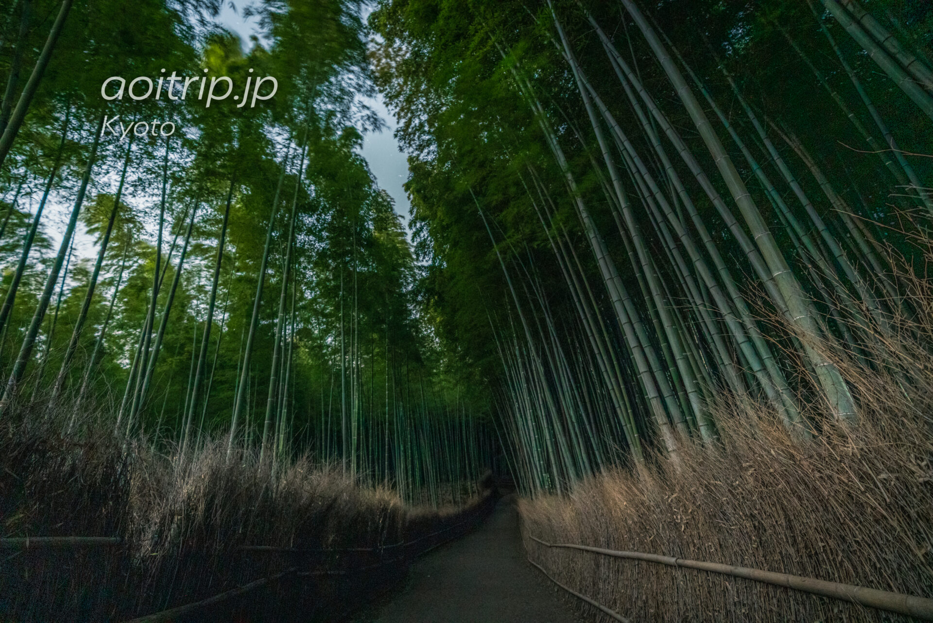 京都嵐山 竹林の小径 夜