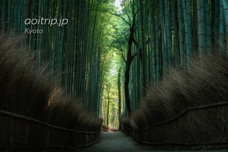 京都嵐山 竹林の小径 Arashiyama Bamboo Grove