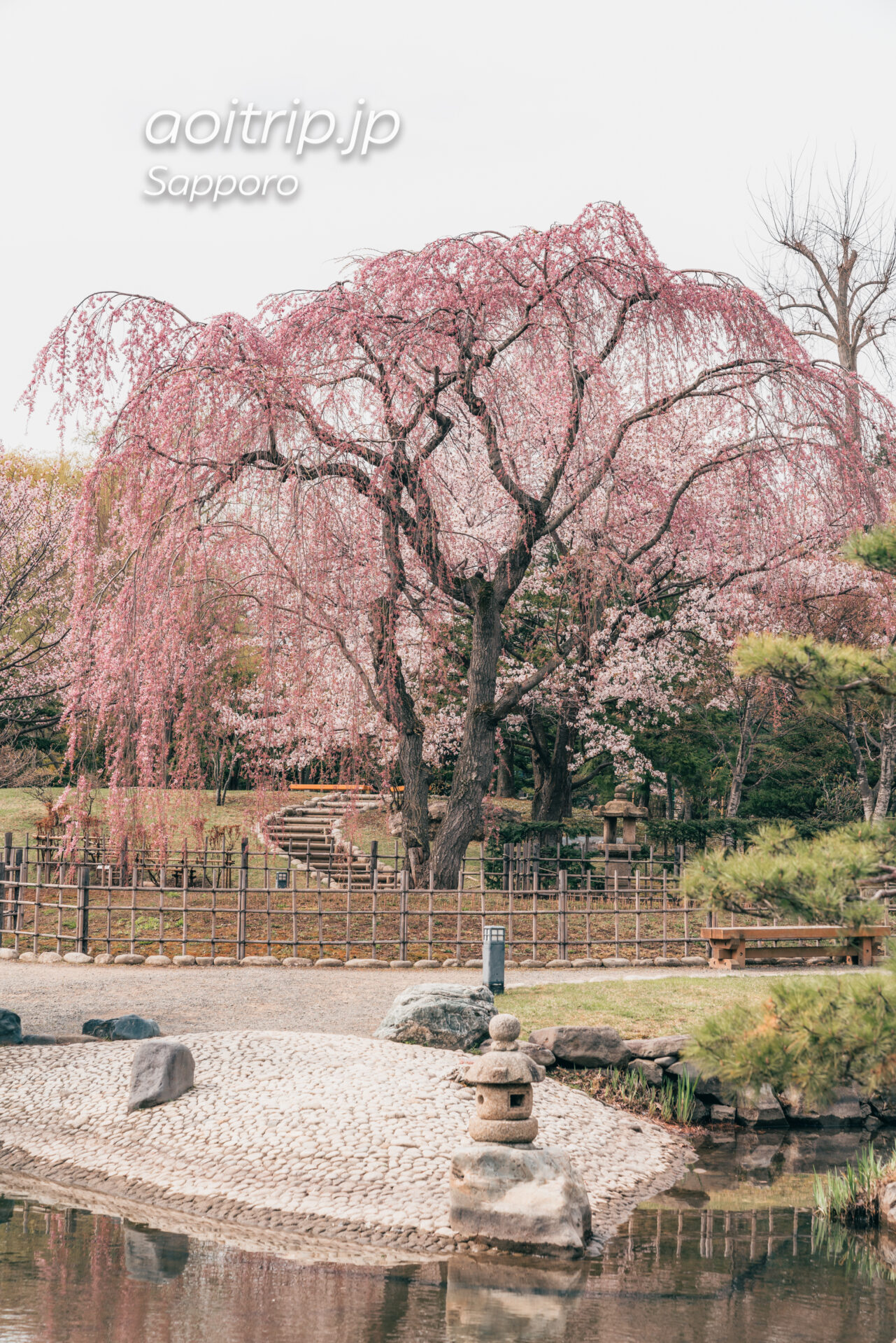 札幌 中島公園 日本庭園のシダレザクラとエゾヤマザクラ