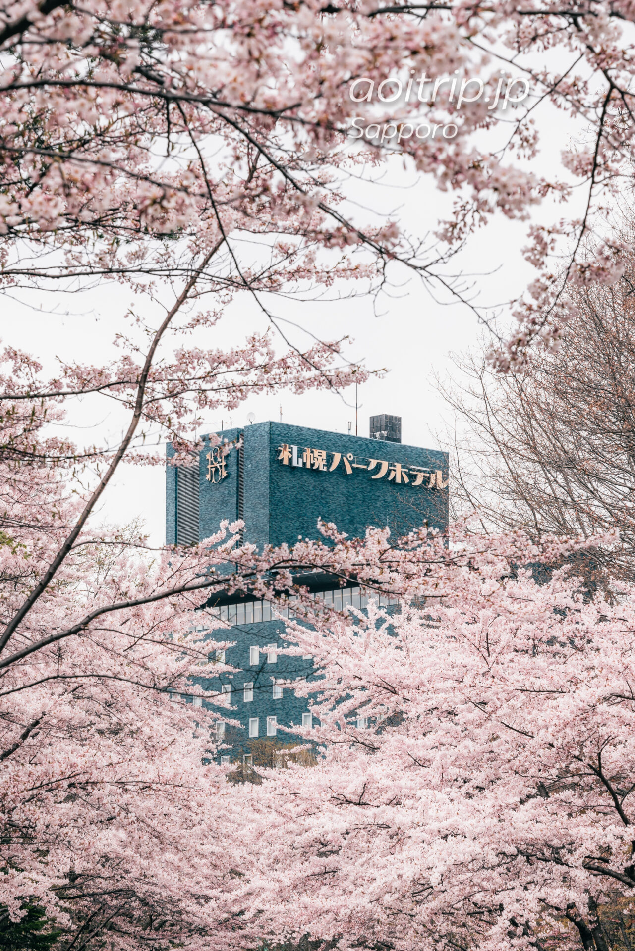 札幌パークホテル南側のソメイヨシノ並木
