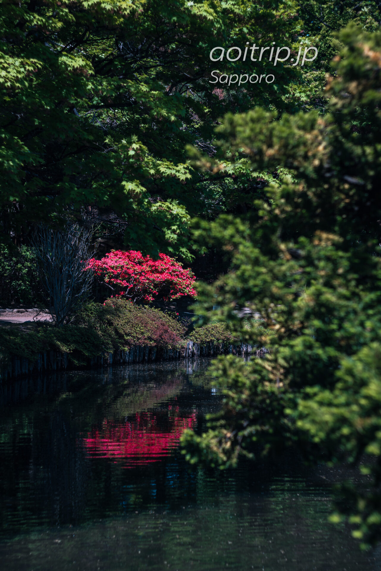 中島公園の日本庭園に咲くヤマツツジ