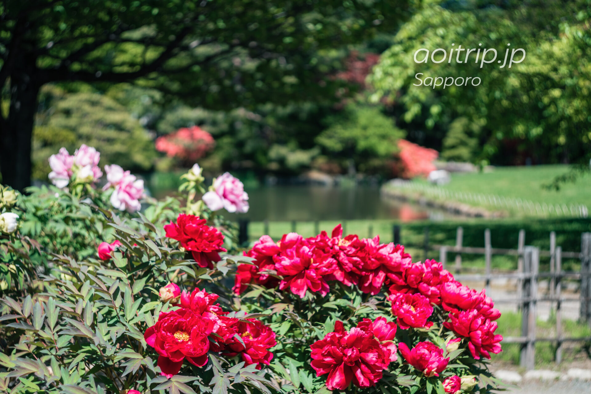 中島公園の日本庭園に咲く牡丹の花