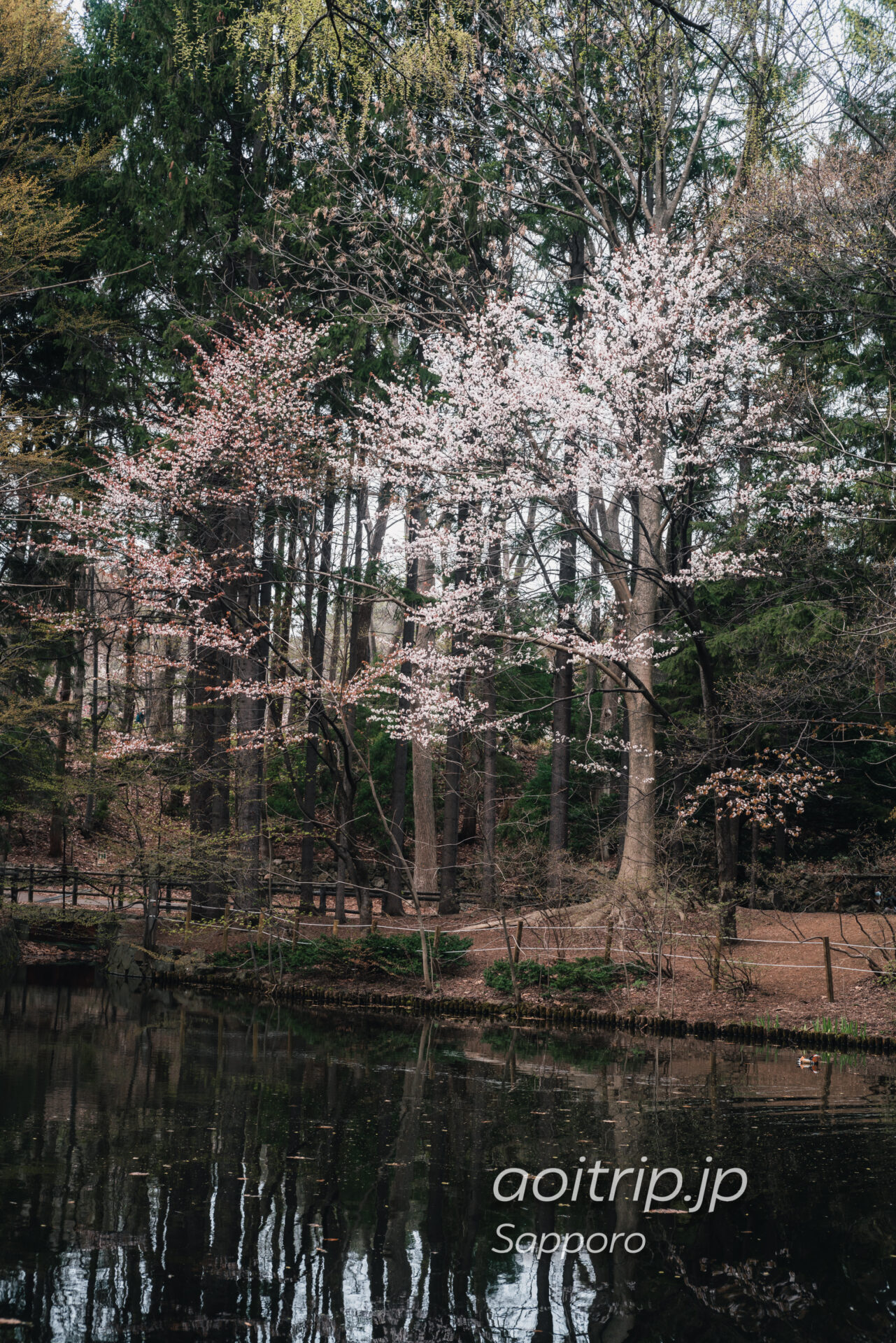 札幌円山公園の桜