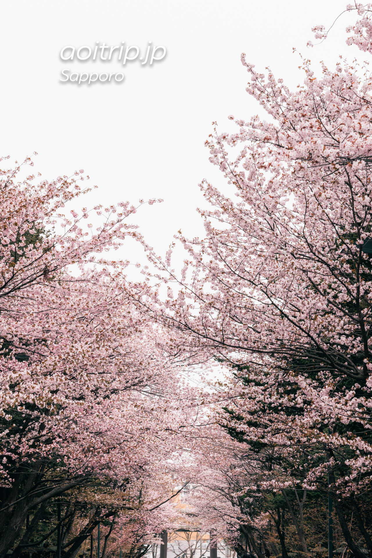 北海道神宮 表参道の桜並木