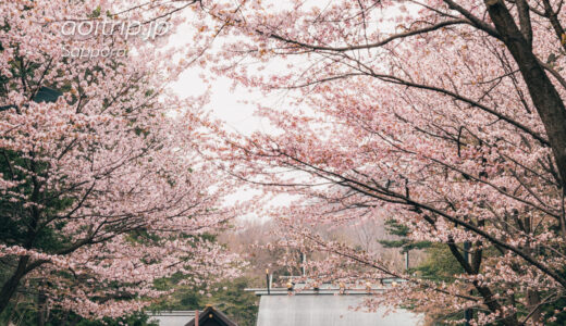 北海道神宮 表参道の桜並木