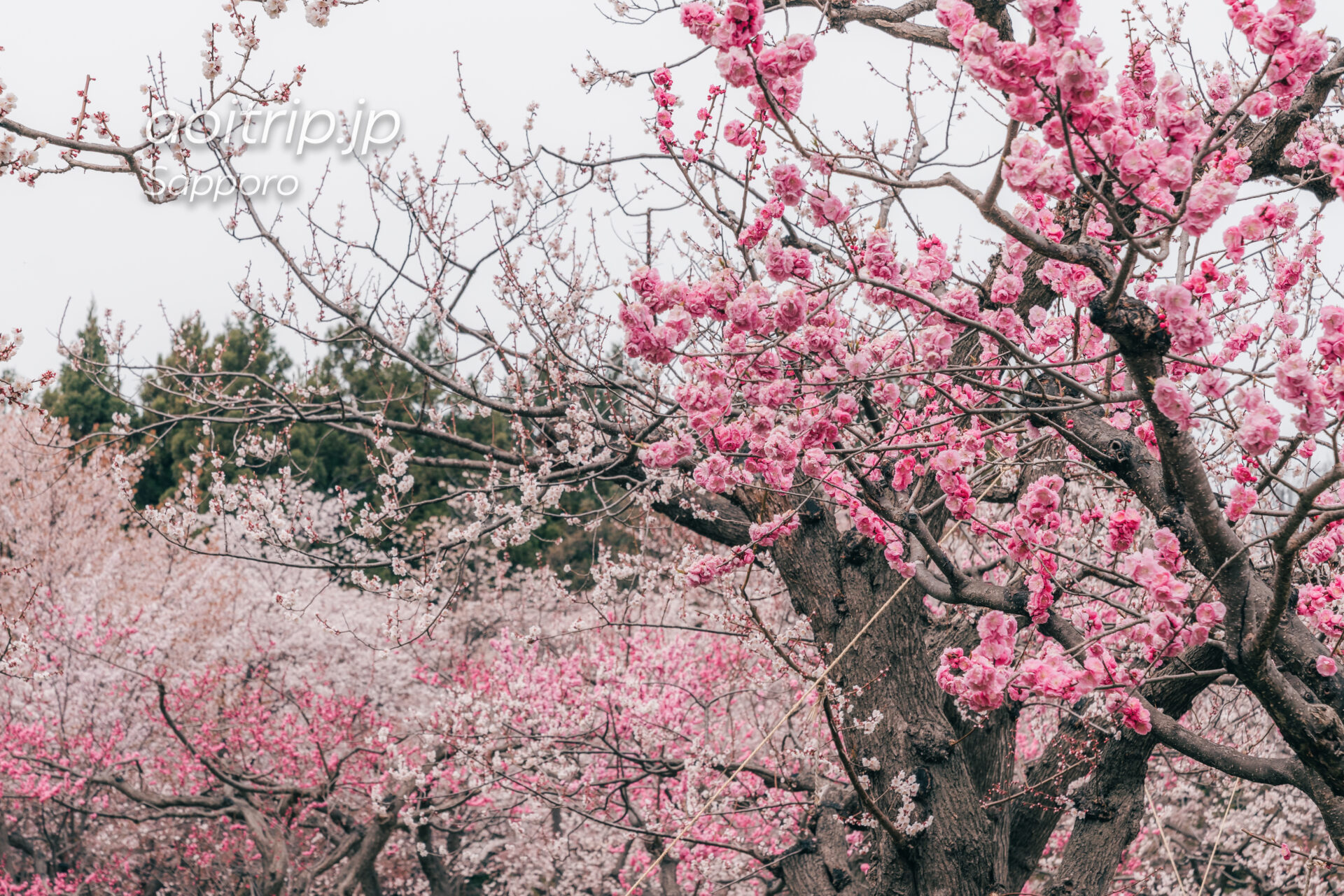 北海道神宮の梅林と桜