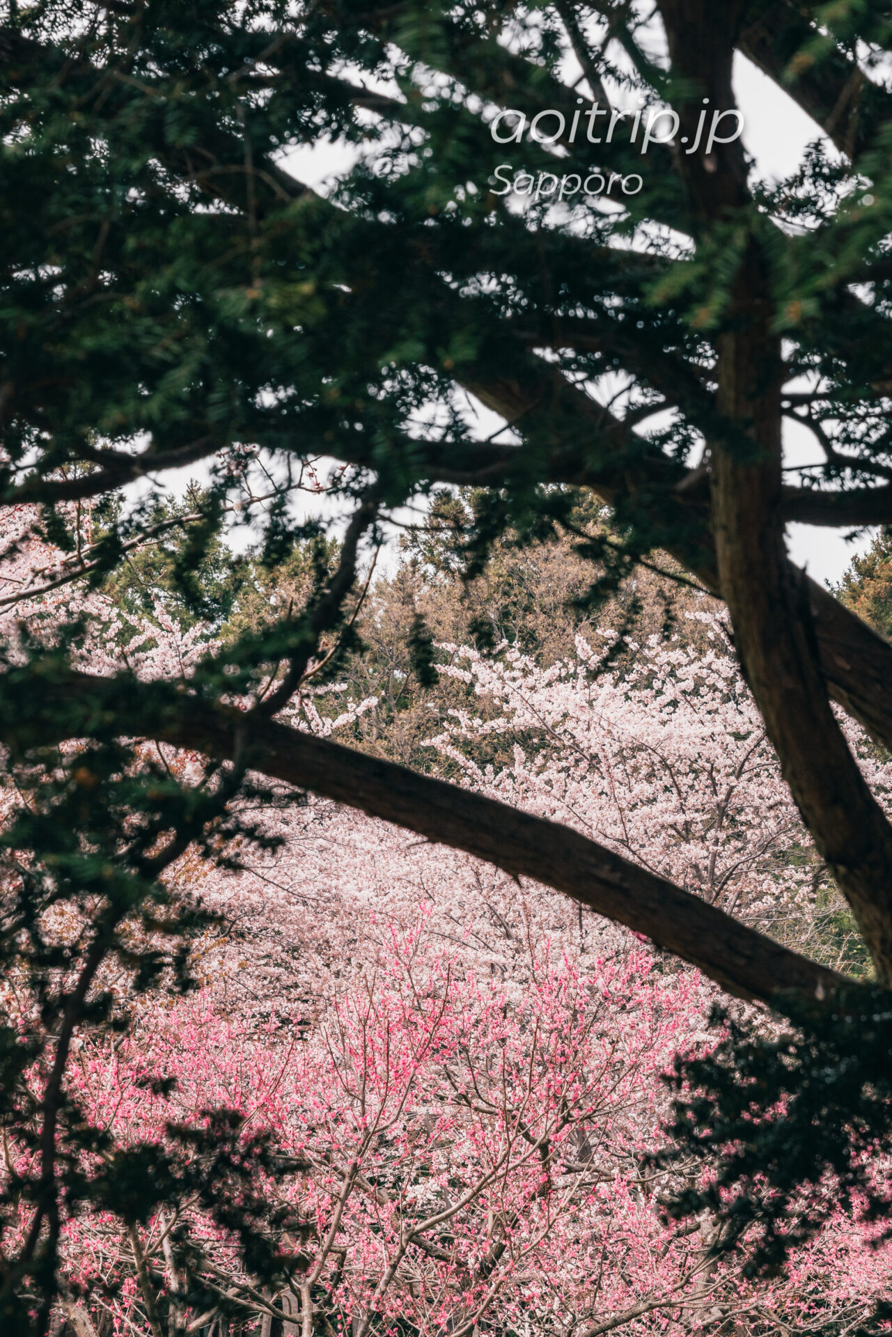 北海道神宮の桜と梅
