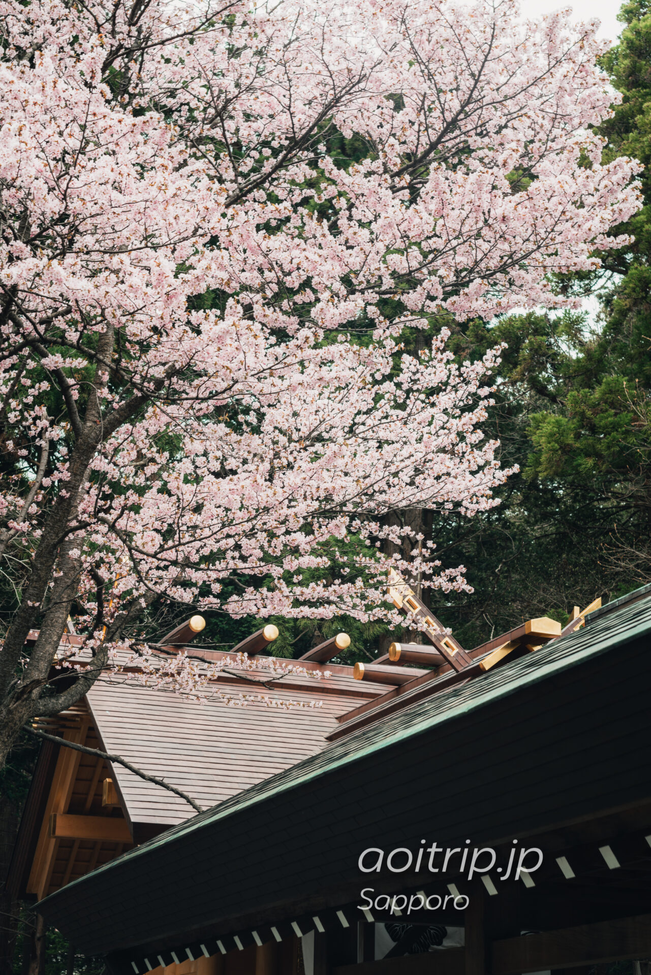 北海道神宮 開拓神社の桜