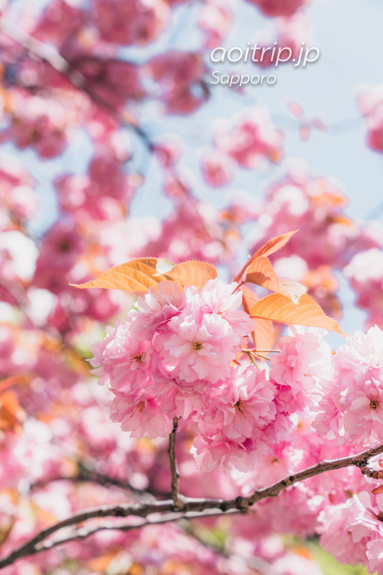 札幌大通公園の八重桜（サトザクラ）
