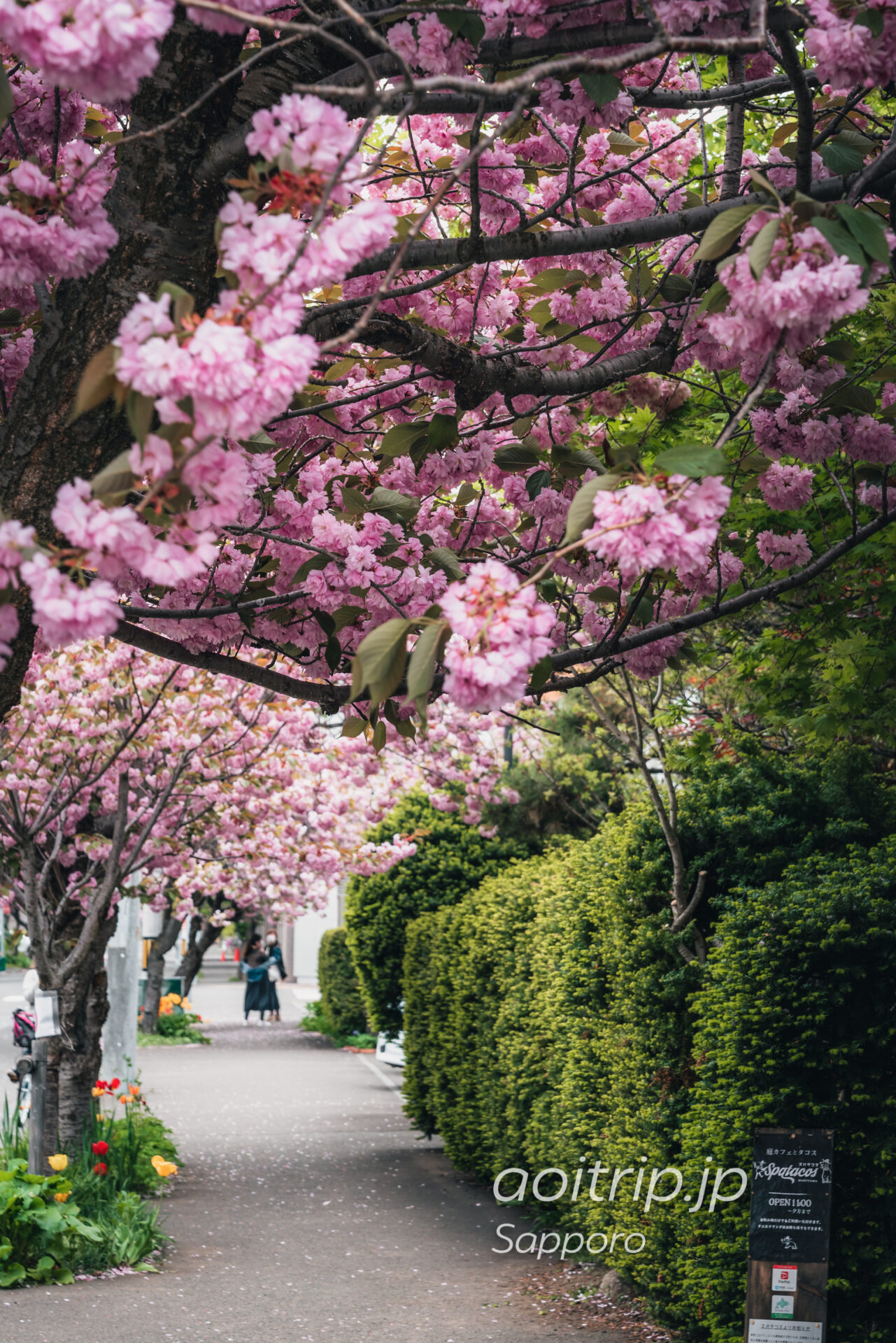 札幌 南4条線の八重桜並木 Double Cherry Blossoms