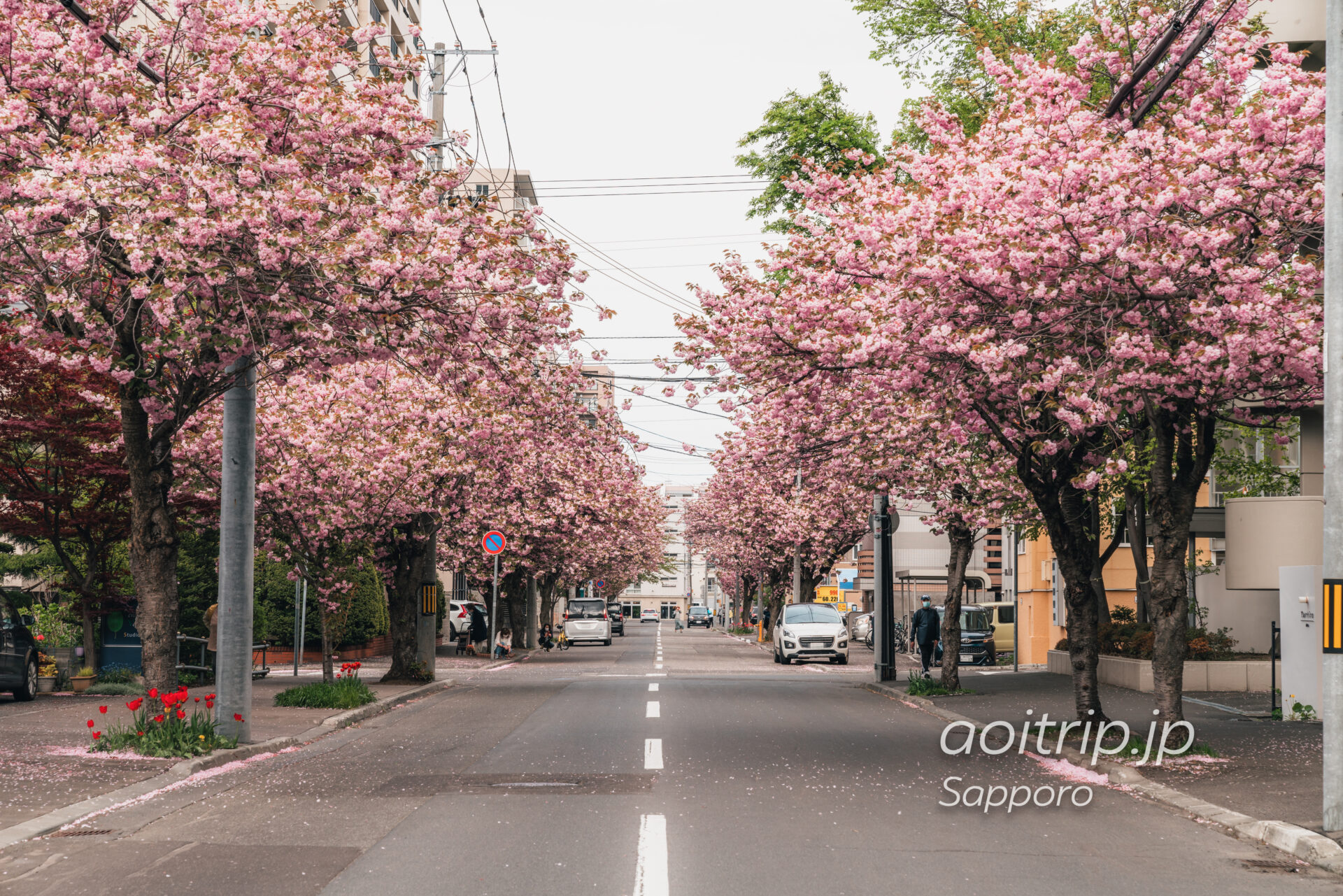 札幌 南4条線の八重桜並木 Double Cherry Blossoms