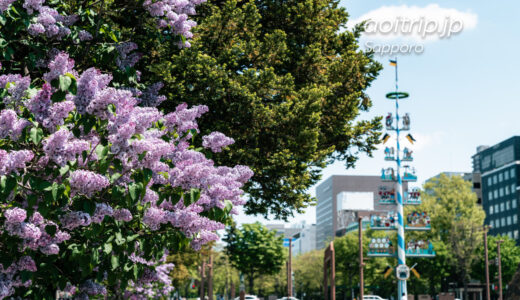 札幌大通公園西11丁目 ライラックの花とマイバウム