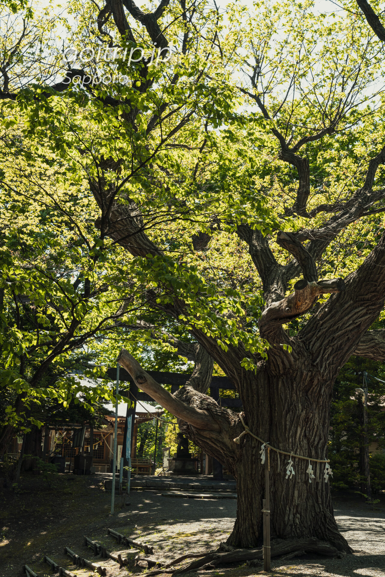 札幌の天神山緑地 相馬神社の御神木 樹齢300年以上のシバクリ