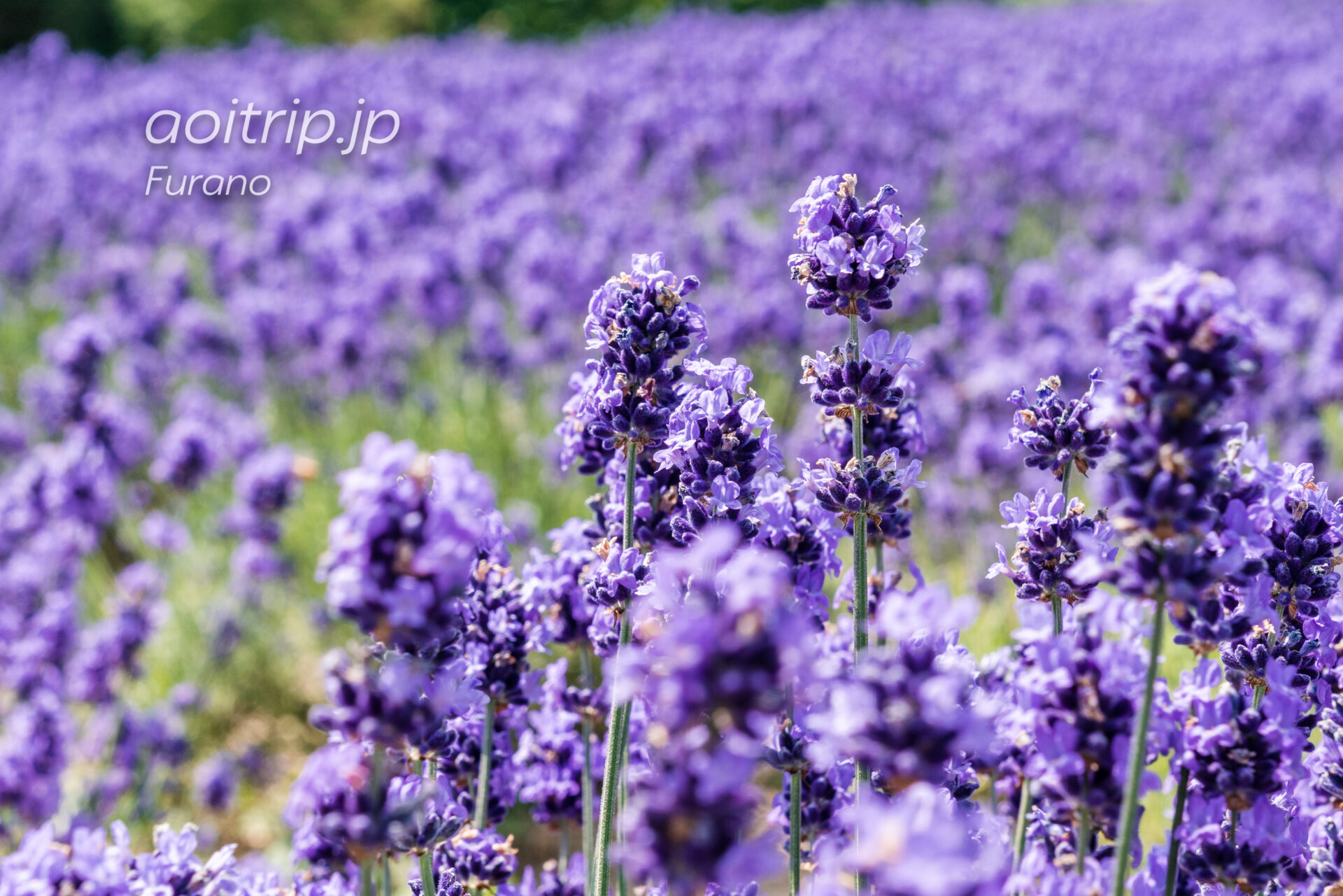 かみふらの 日の出ラベンダー園 Kamifurano Hinode Lavender Garden