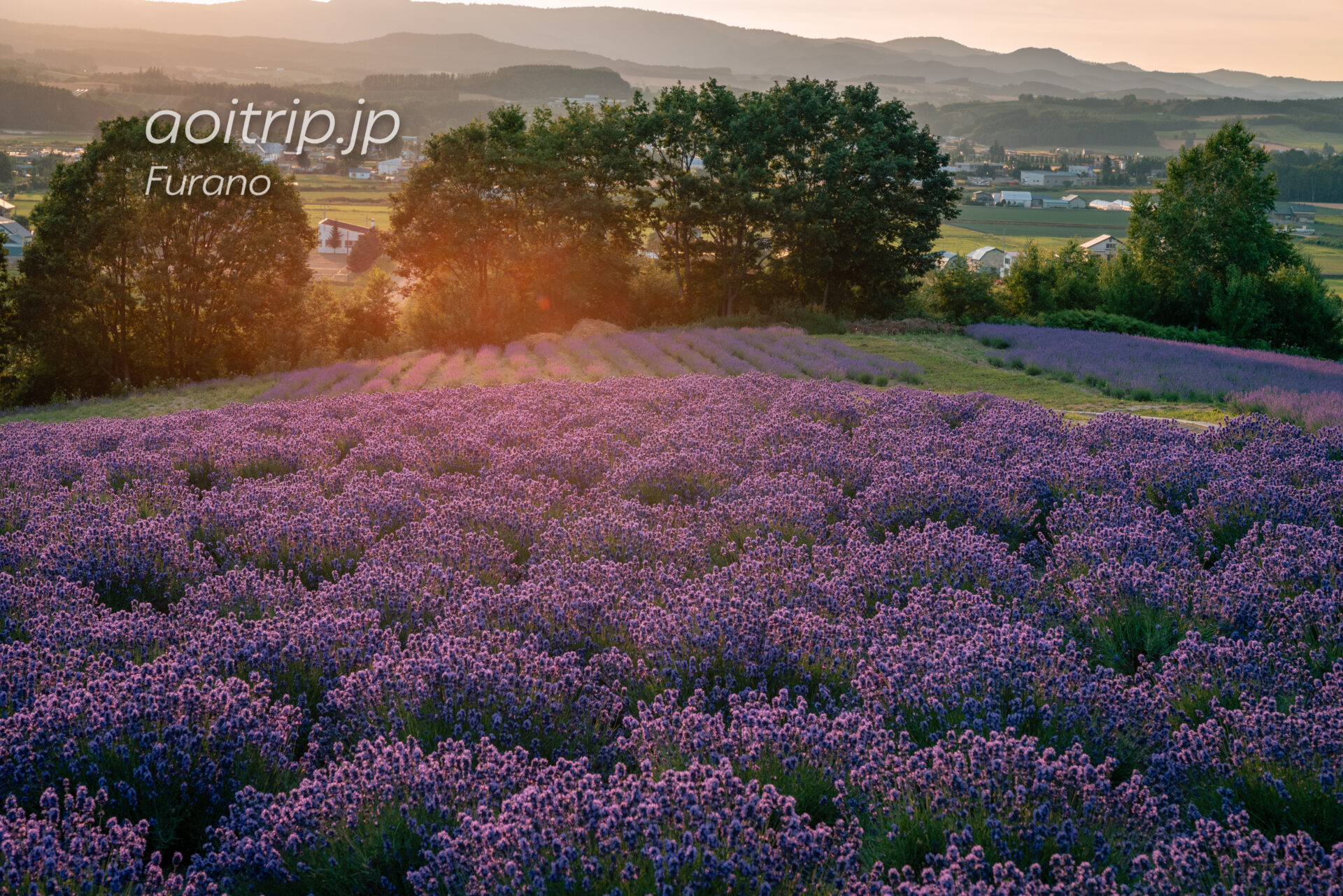 上富良野 日の出ラベンダー園 Hinode Lavender Garden Kamifurano あおいとりっぷ