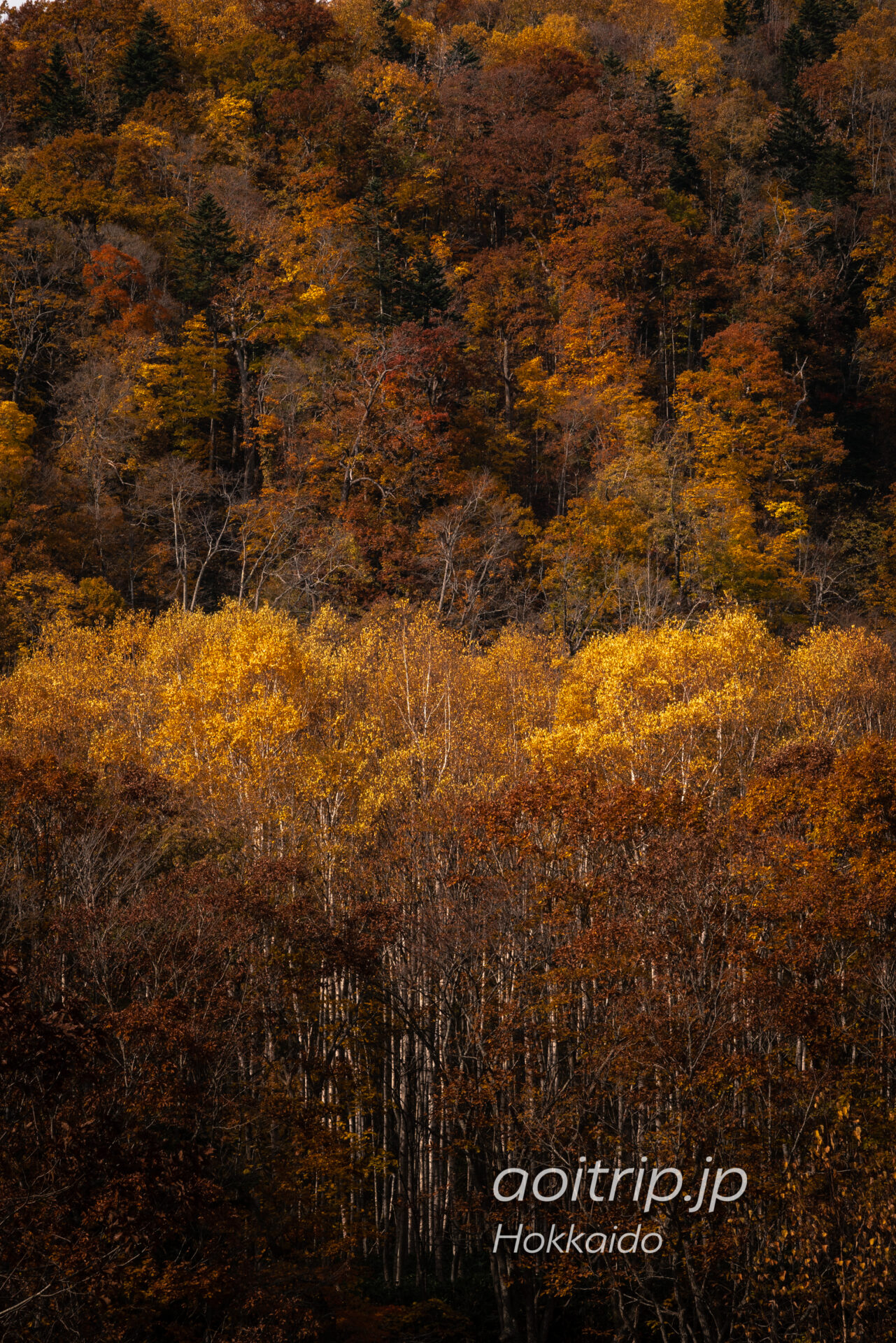 定山渓の紅葉