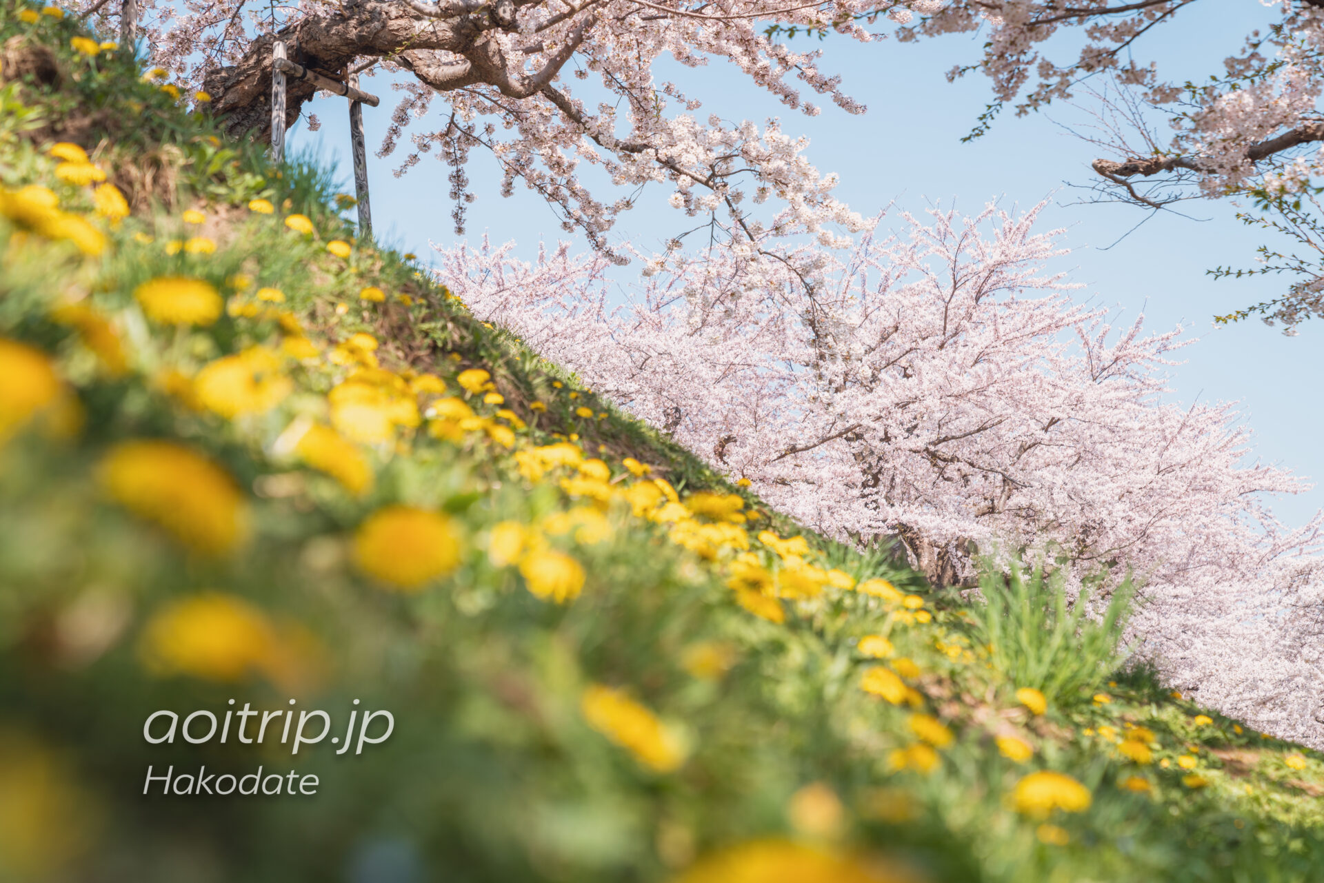 五稜郭の桜とたんぽぽ
