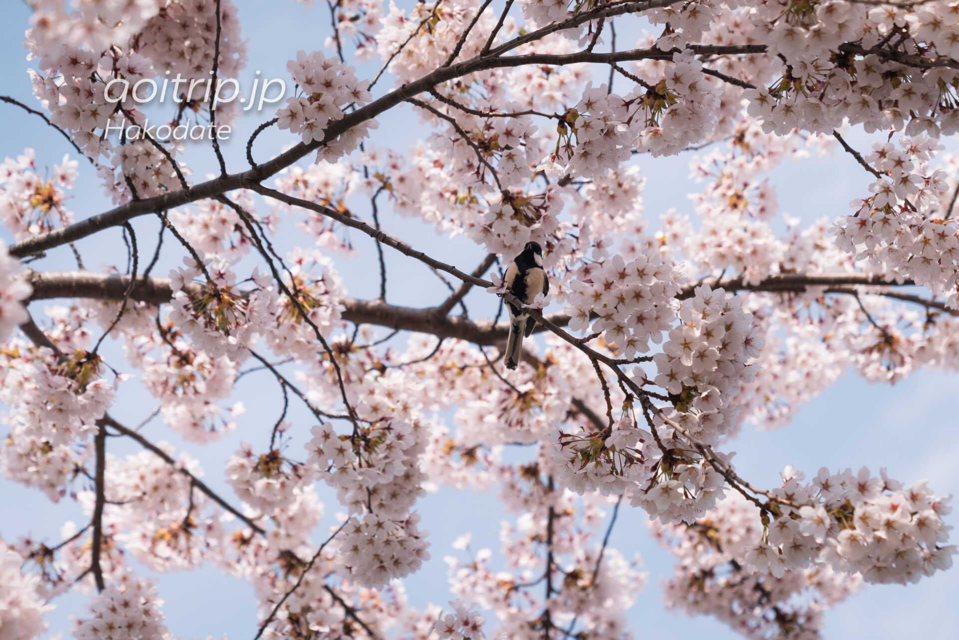 函館 五稜郭の桜