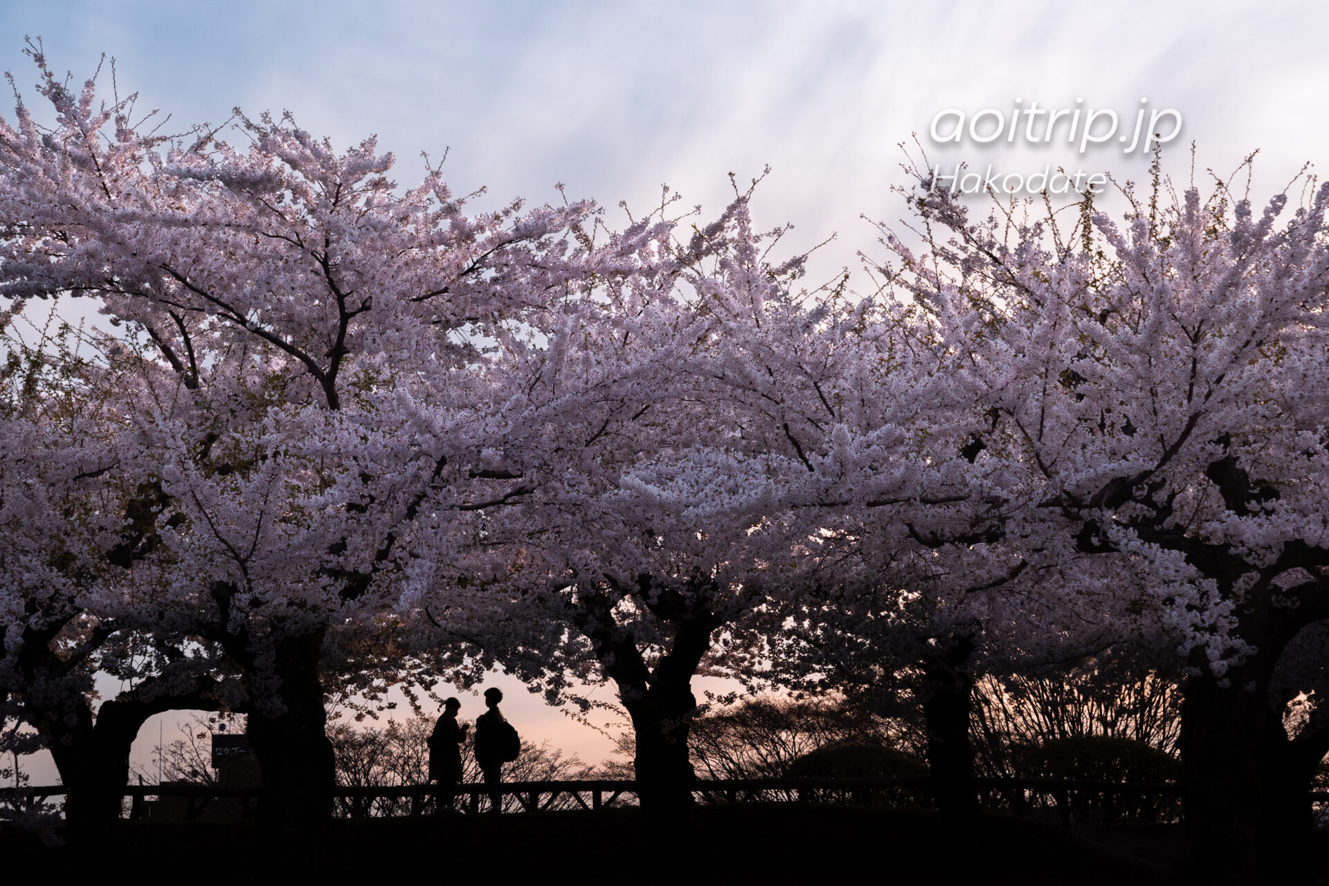 五稜郭の桜ソメイヨシノ