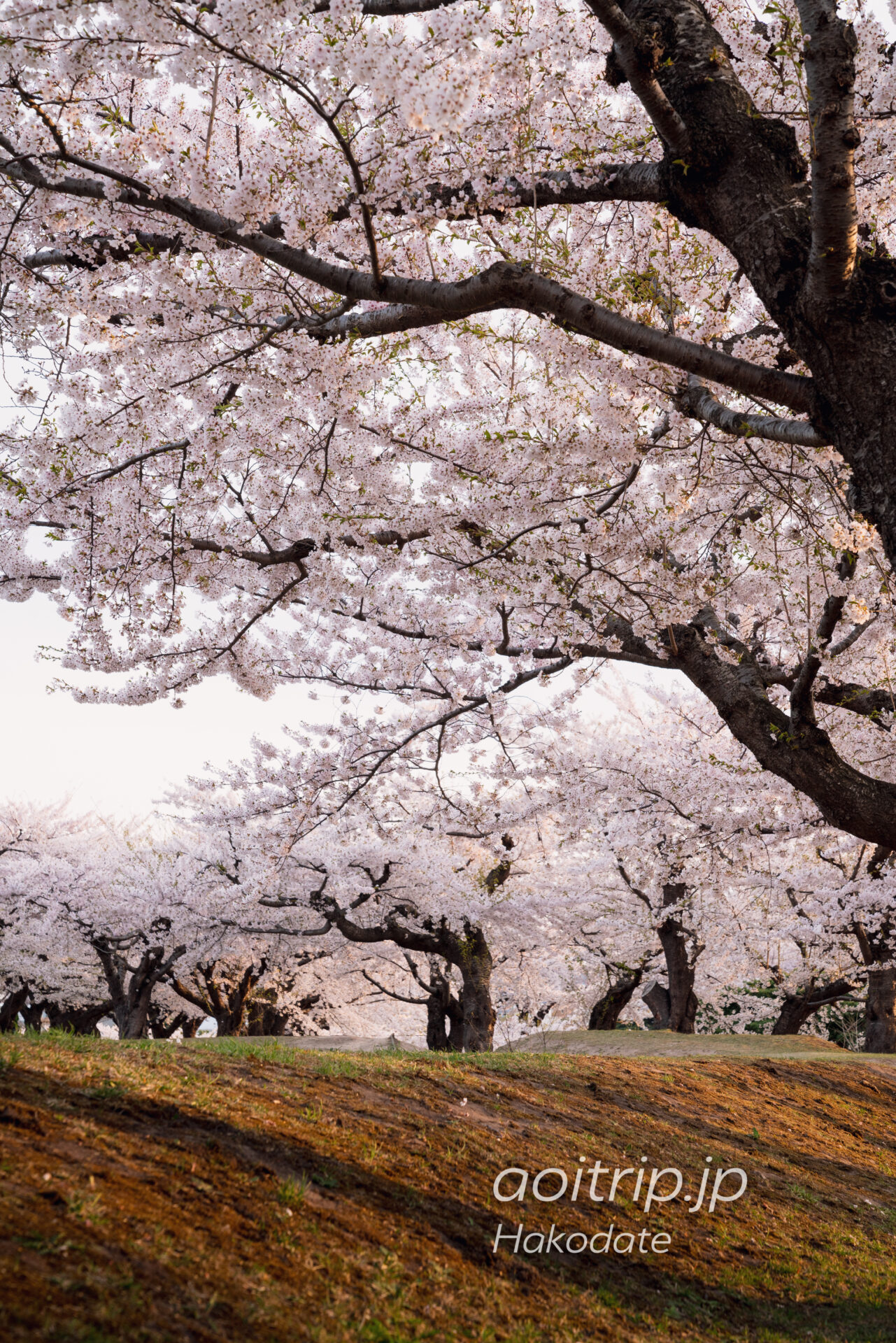 函館 五稜郭の桜