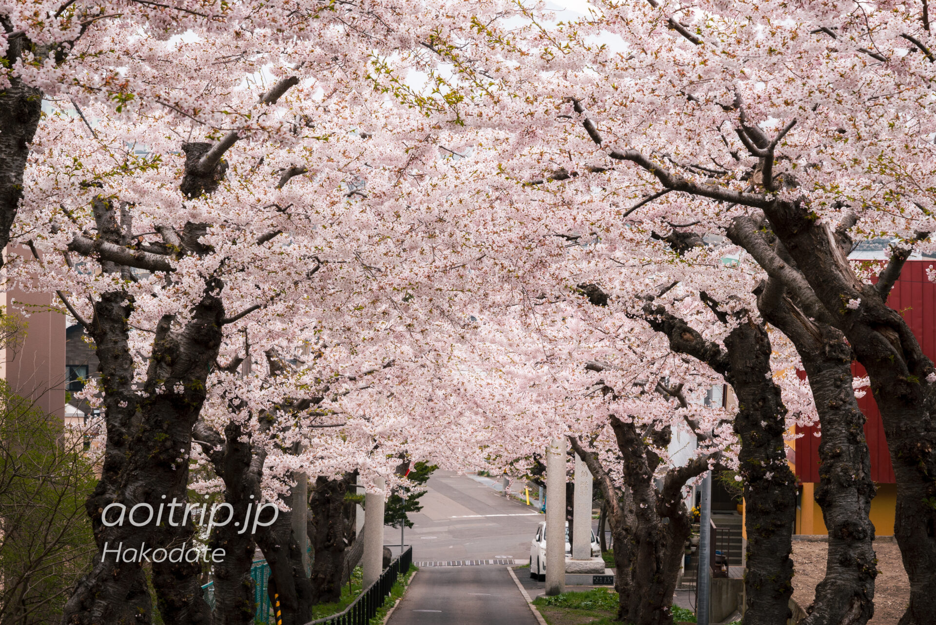 函館 住三吉神社の桜